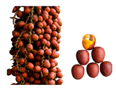 Plants 12 03635 i005 Plants 12 03635 i005