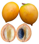 Plants 12 03635 i008 Plants 12 03635 i008