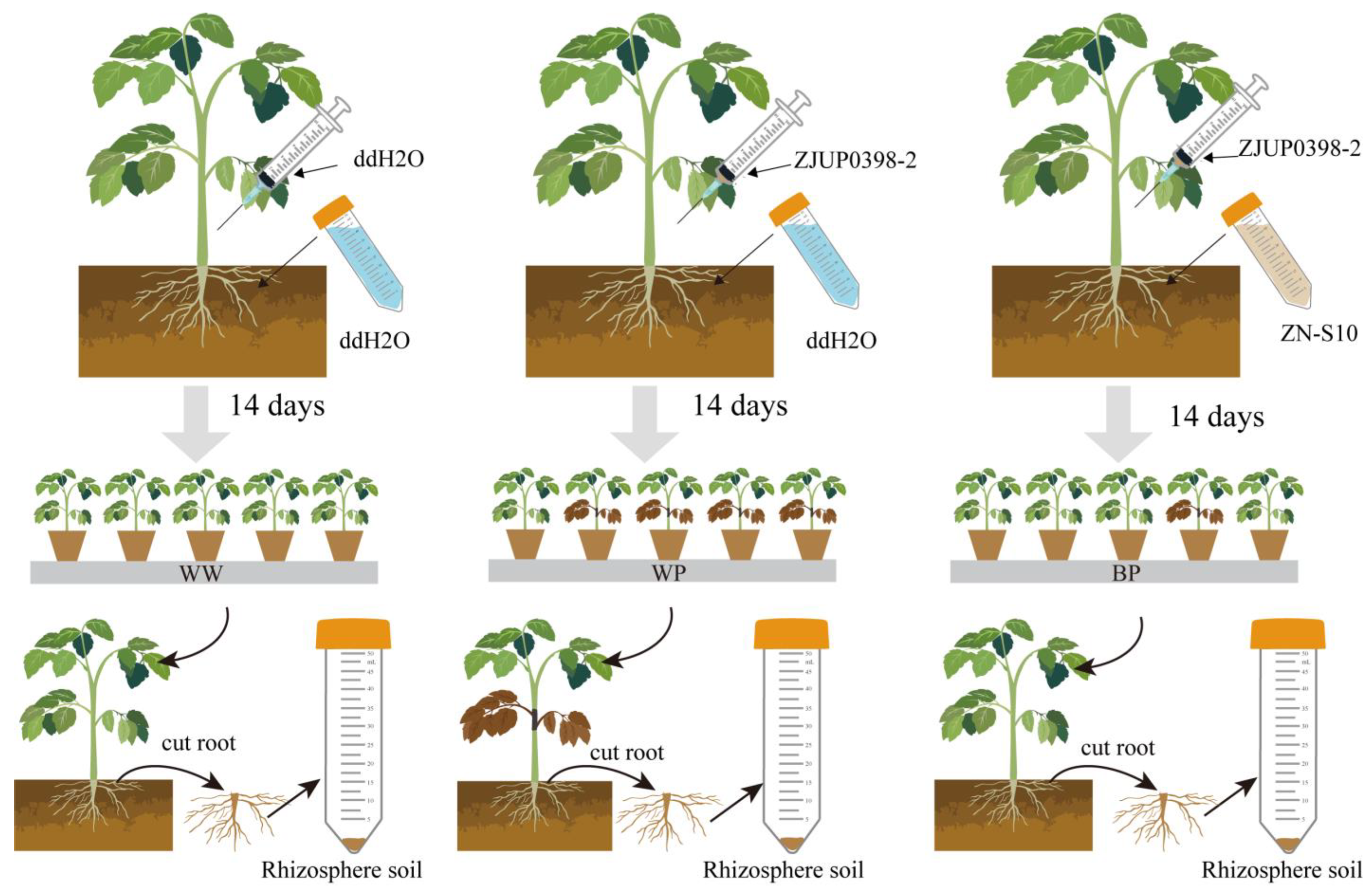 Plants 12 03636 g001