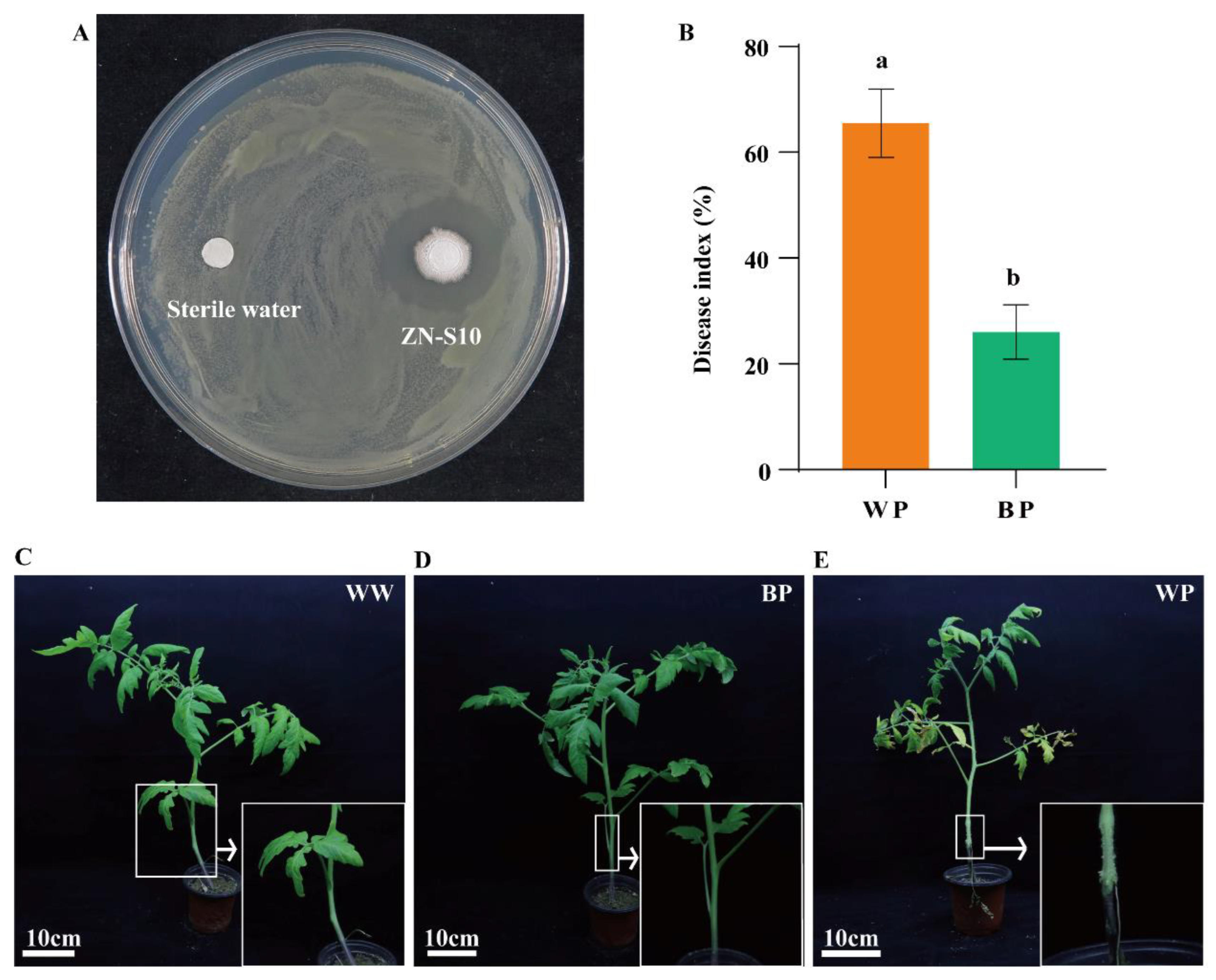 Plants 12 03636 g002