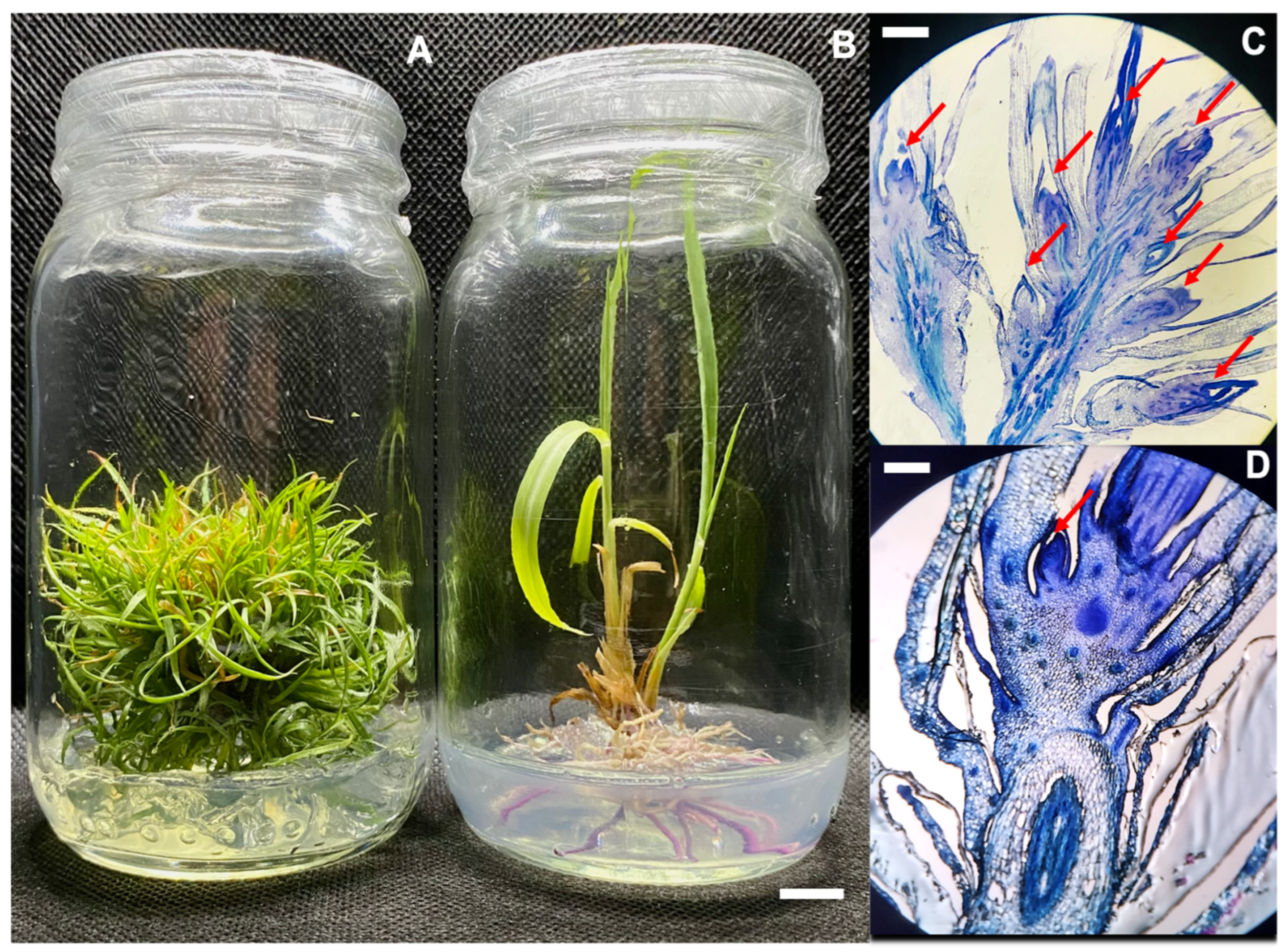 Plants 12 03637 g002