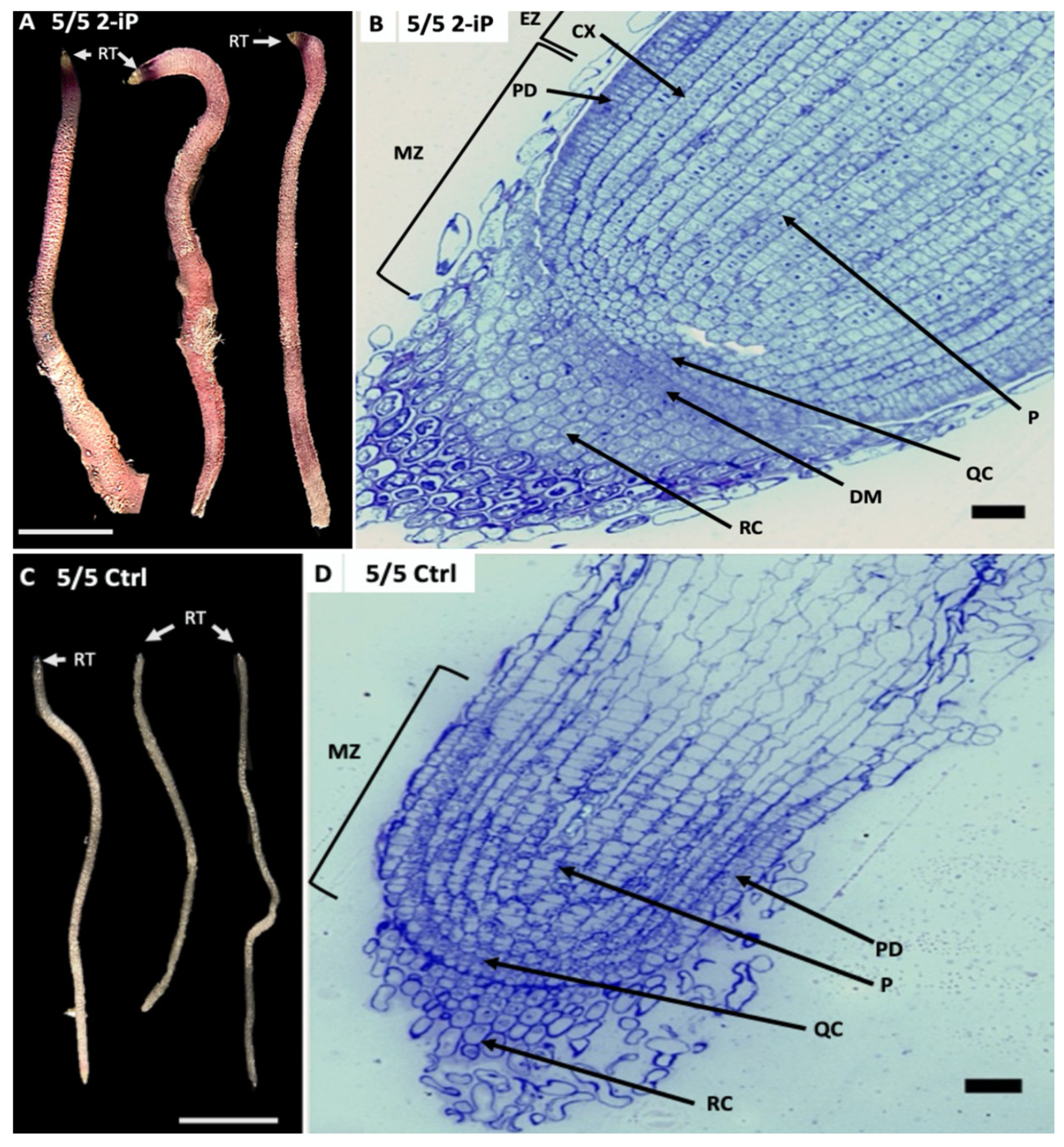 Plants 12 03637 g003