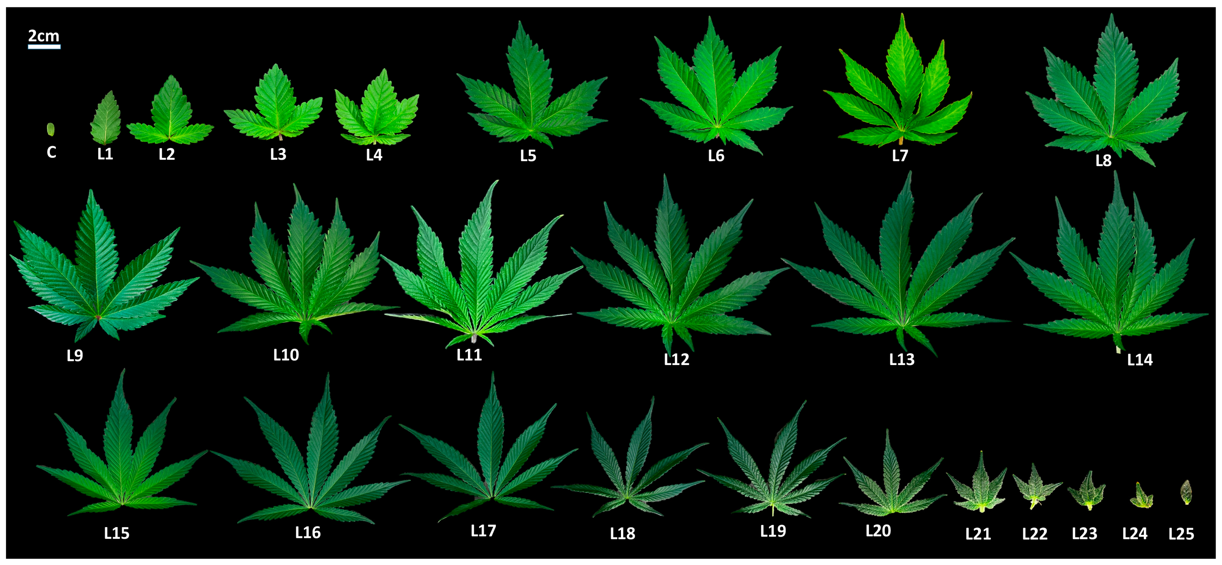 Plants | Free Full-Text | Morphological Characterization of ...