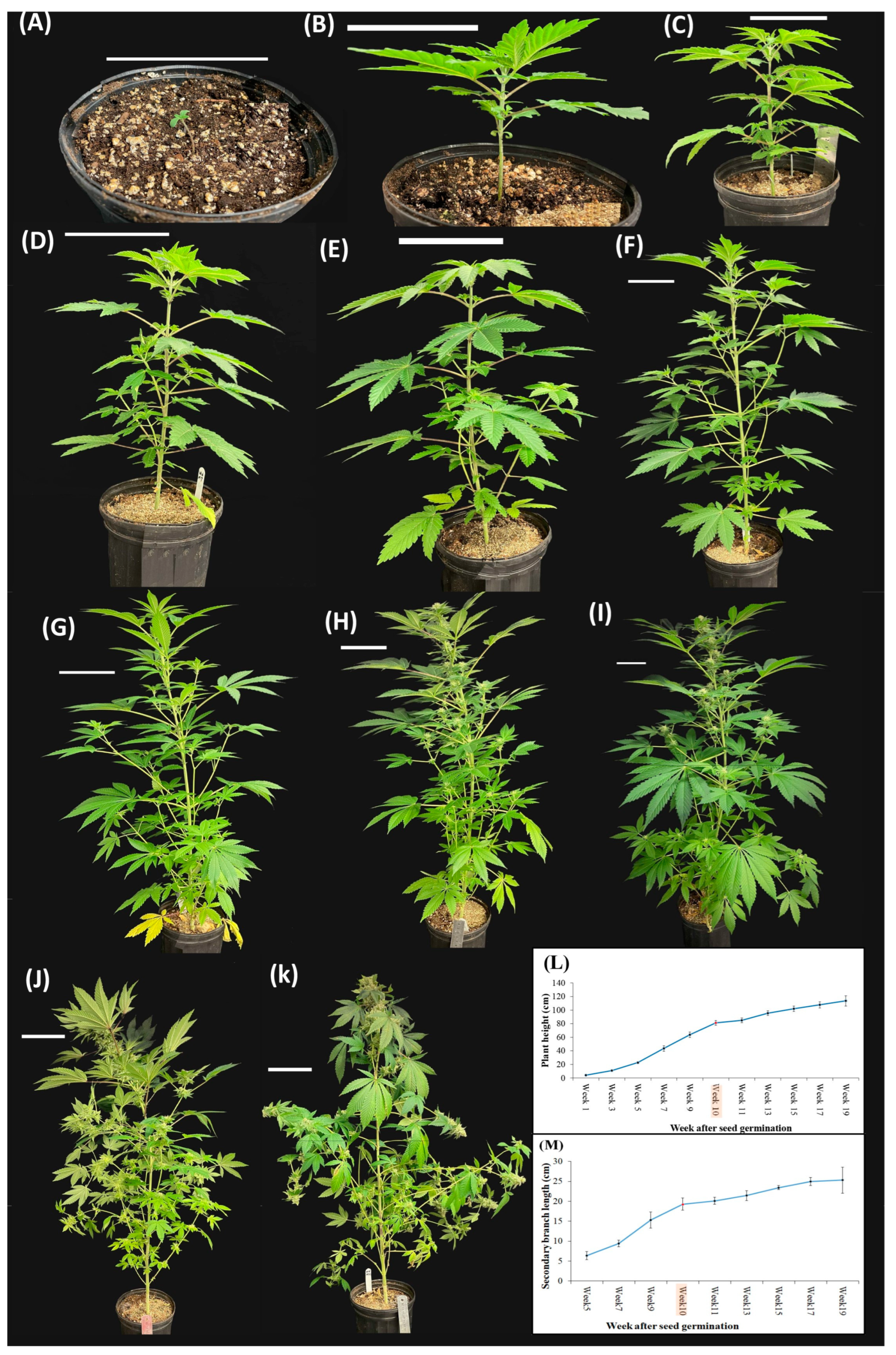 Plants 12 03646 g007