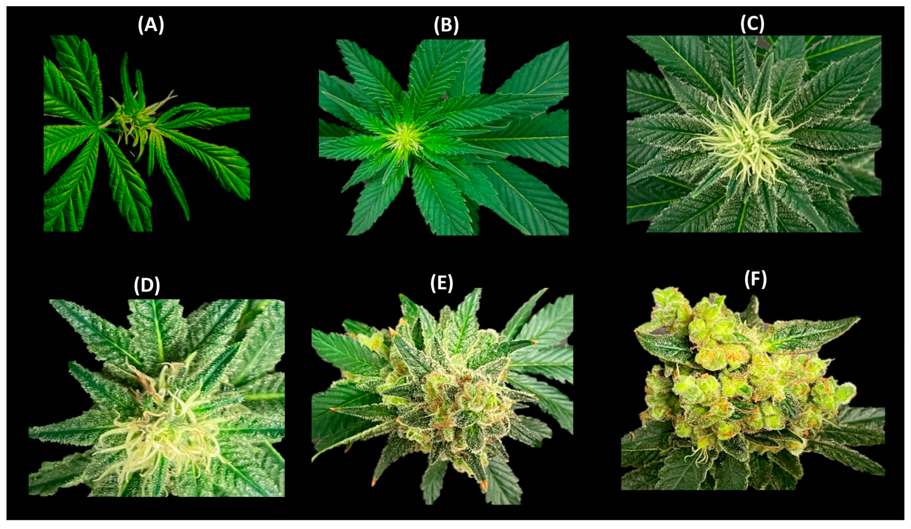 Plants 12 03646 g009