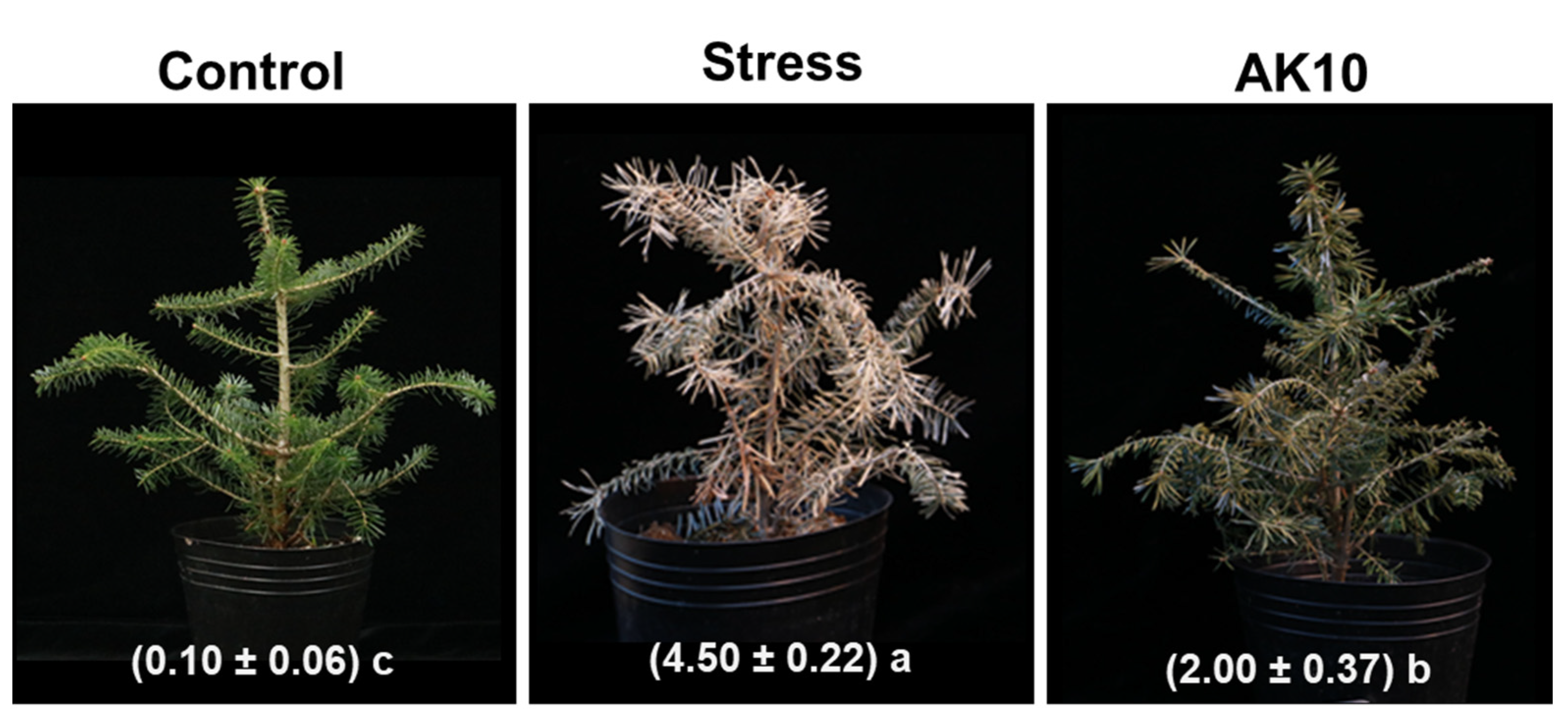 Plants 12 03653 g001