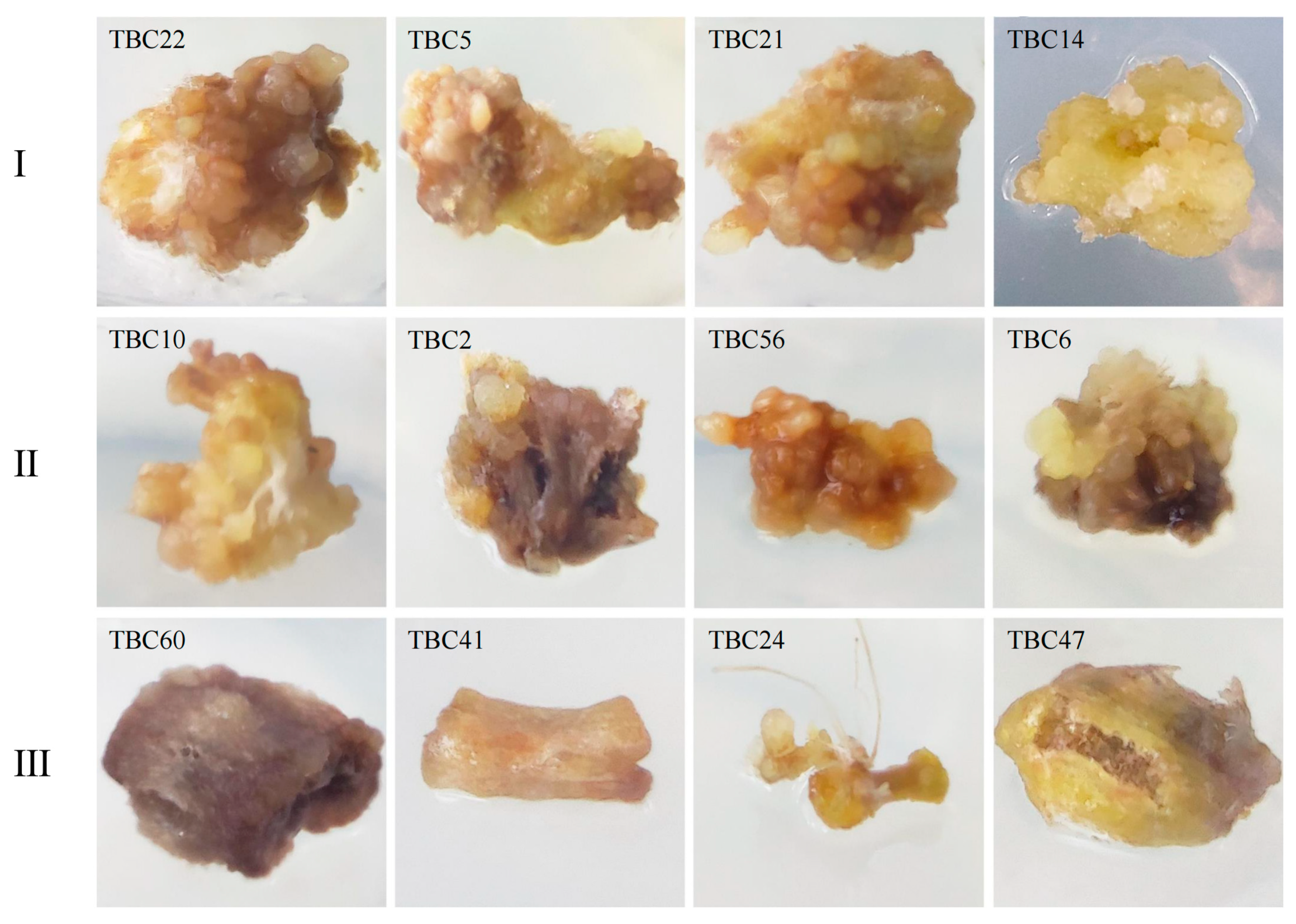 Plants 12 03663 g003