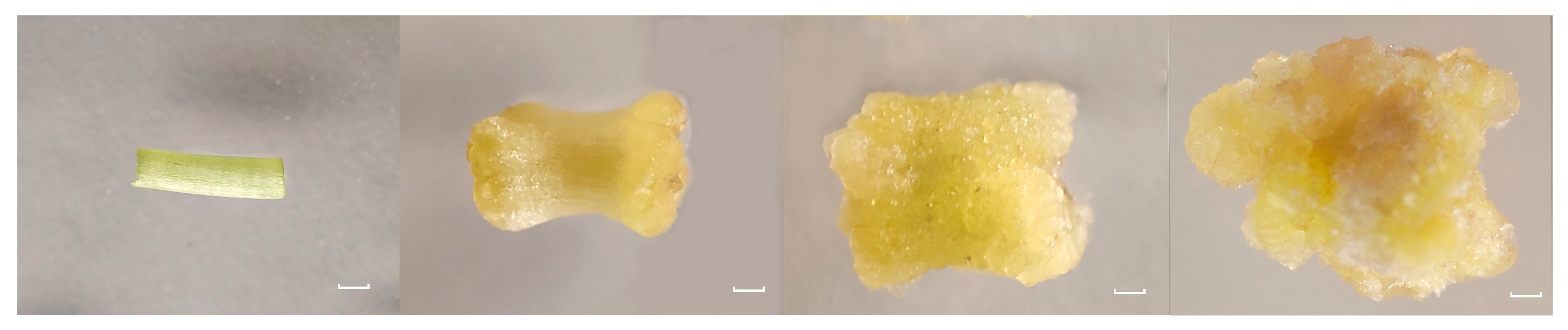 Plants 12 03663 g007