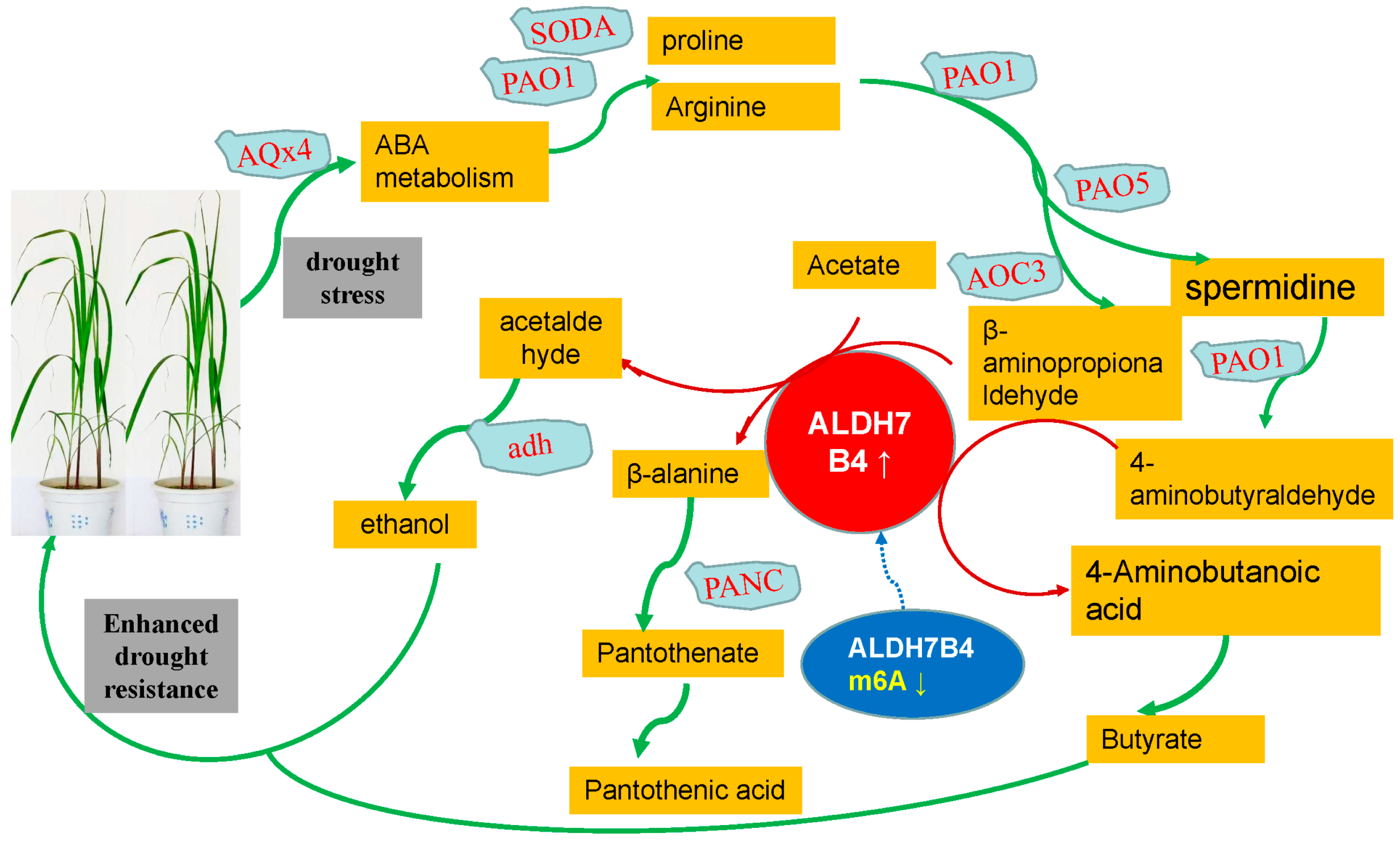 Plants 12 03668 g005