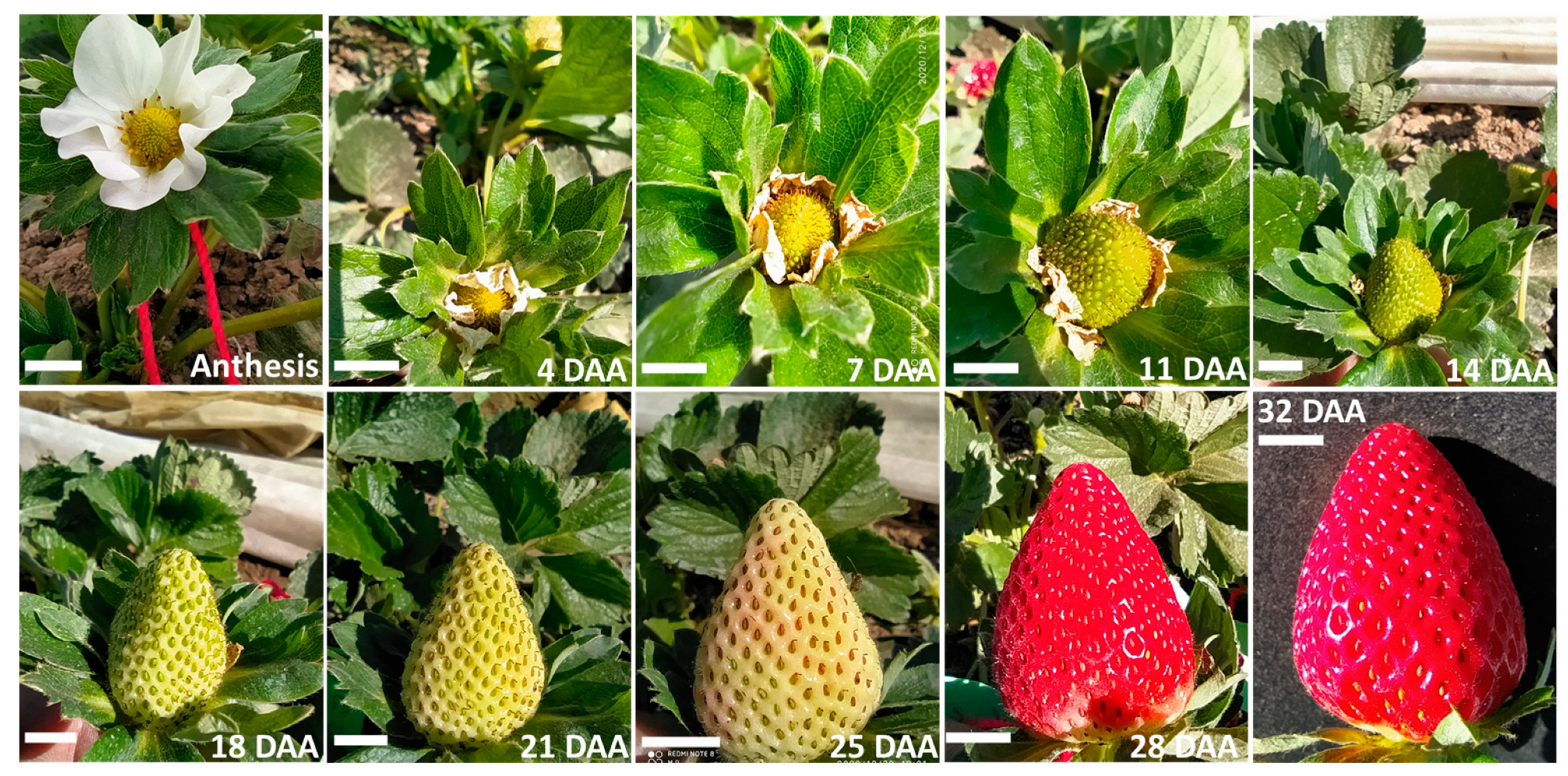 Plants 12 03672 g004