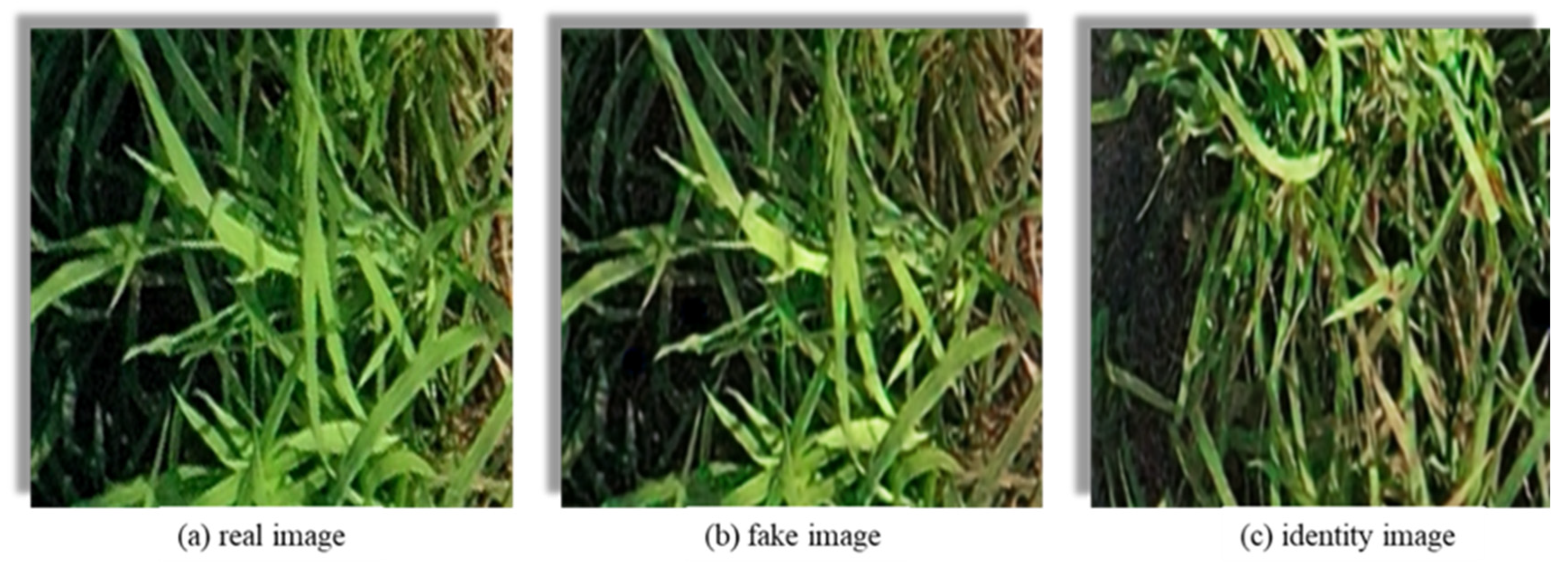 Plants 12 03675 g008