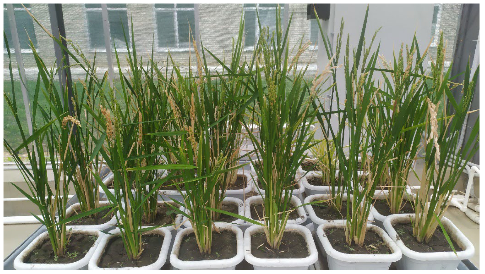 Plants 12 03681 g006