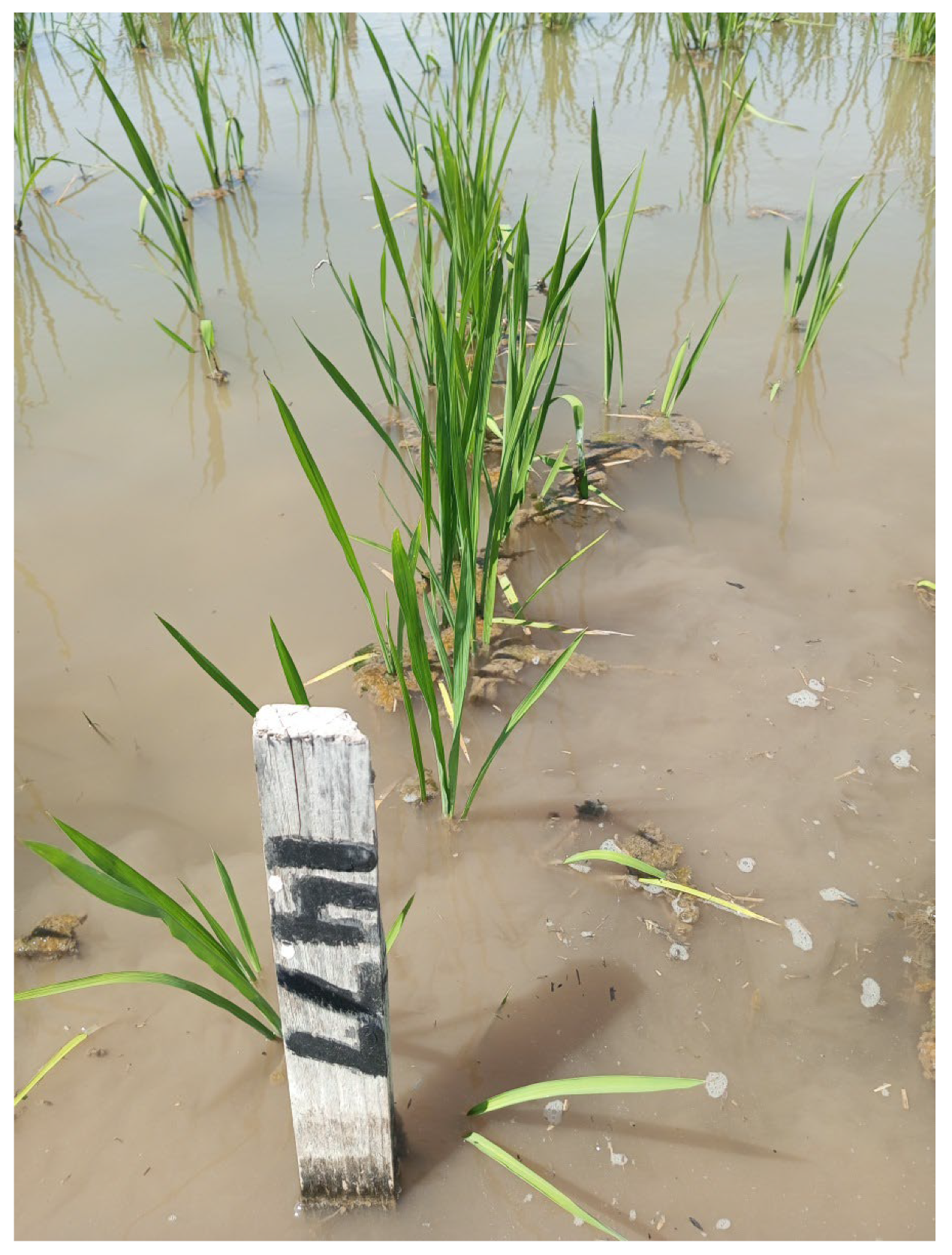 Plants 12 03681 g008