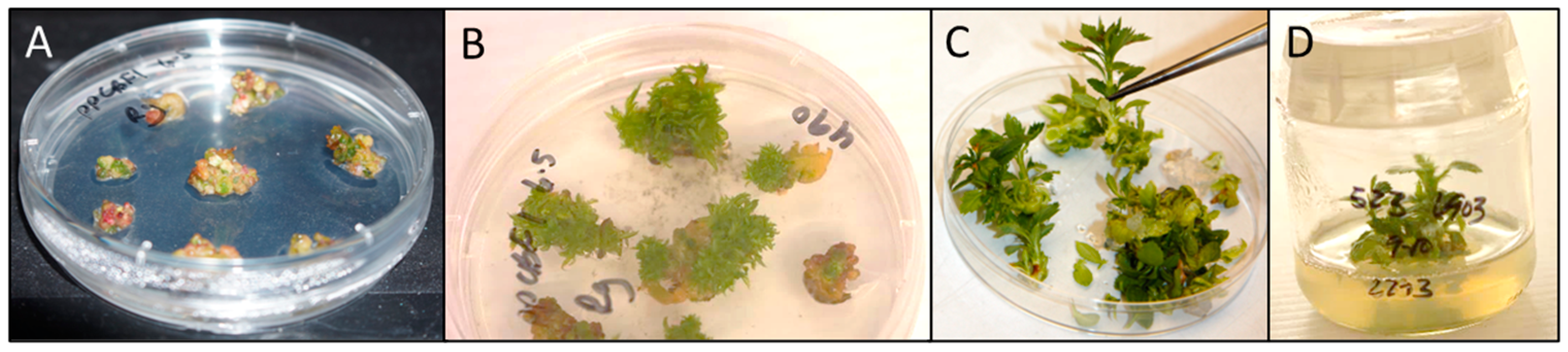 Plants 12 03693 g002