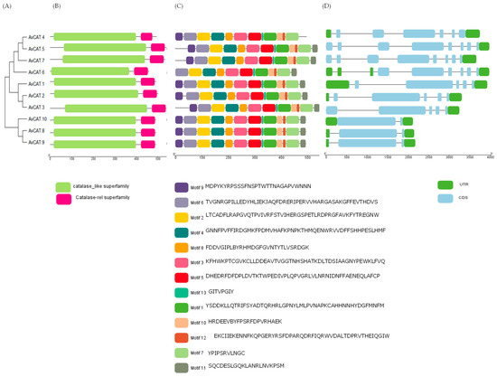 Genome-Wide Investigation and Expression Analysis of the Catalase