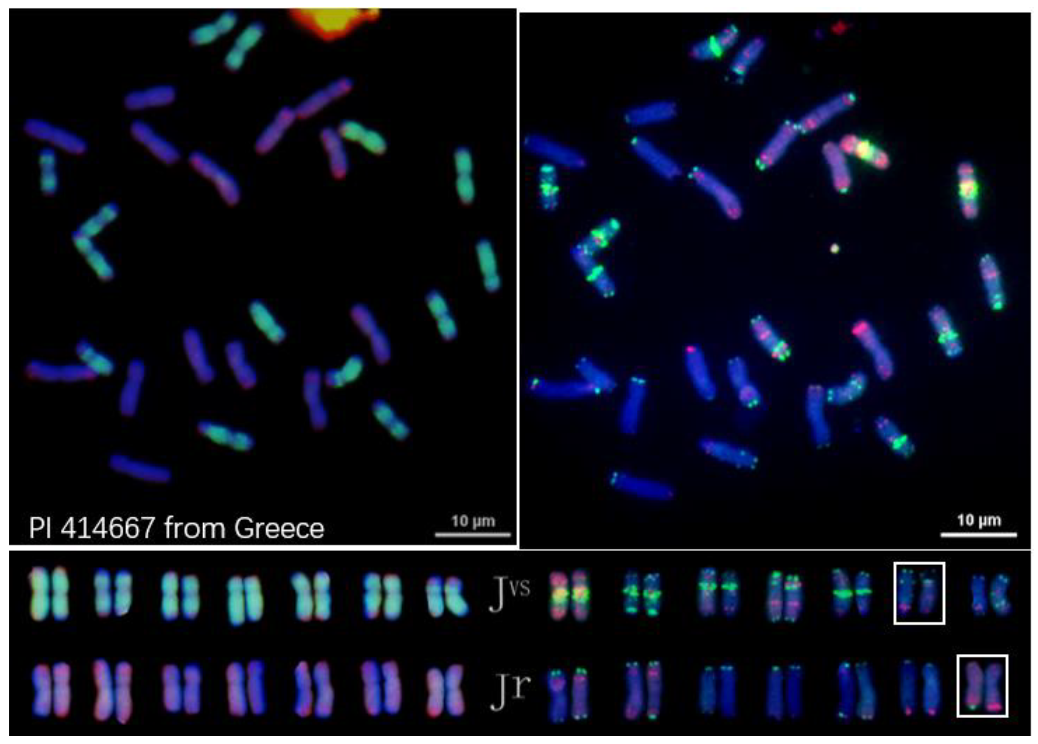 Genome Analysis of Thinopyrum intermedium and Its Potential