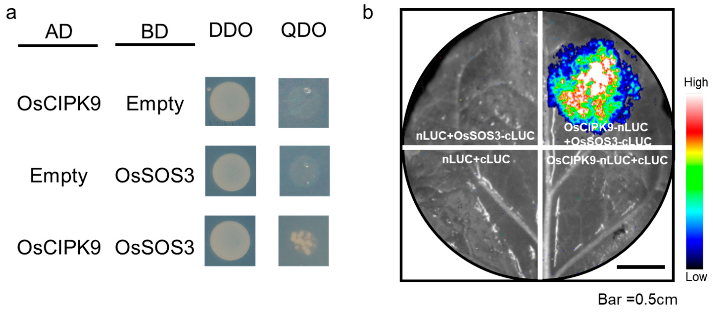 Plants 12 03723 g004
