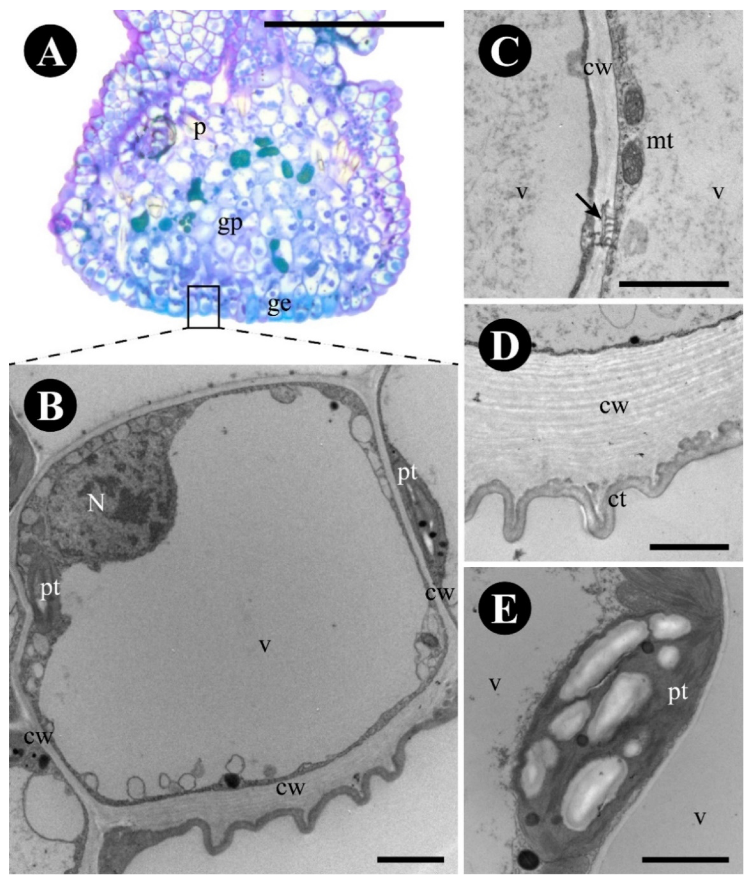 Plants 12 03732 g005