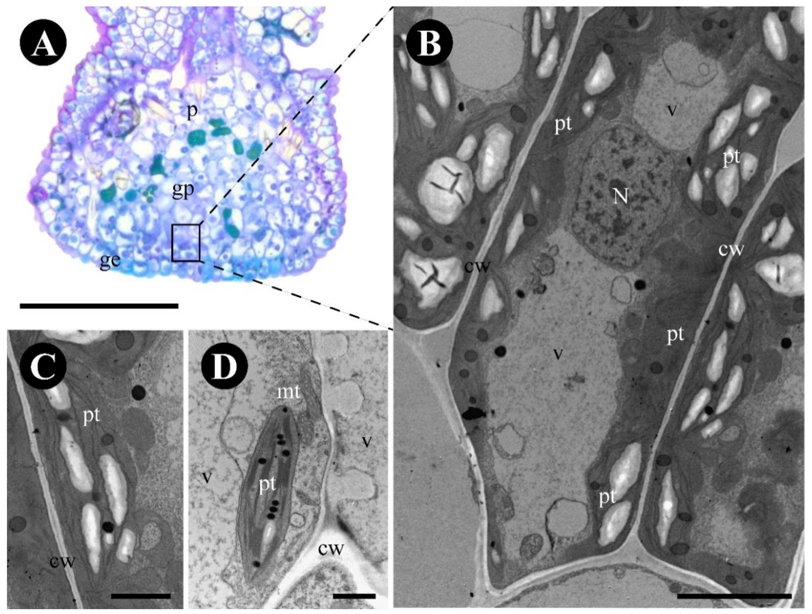 Plants 12 03732 g006