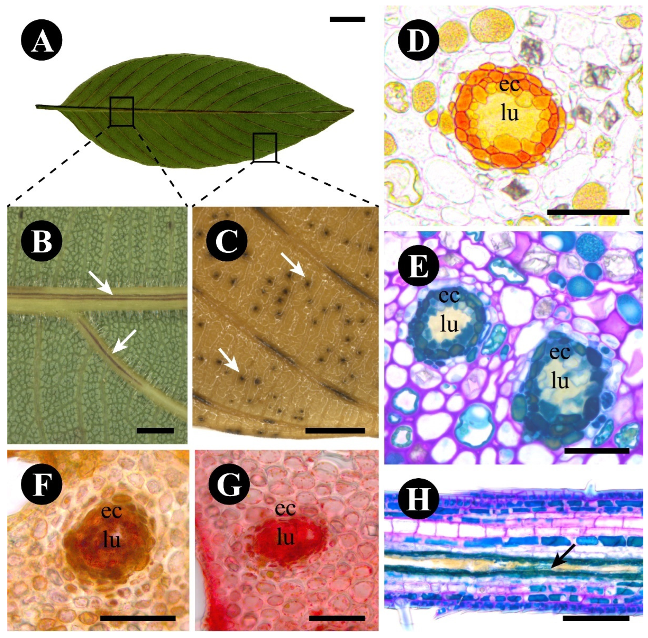 Plants 12 03732 g008