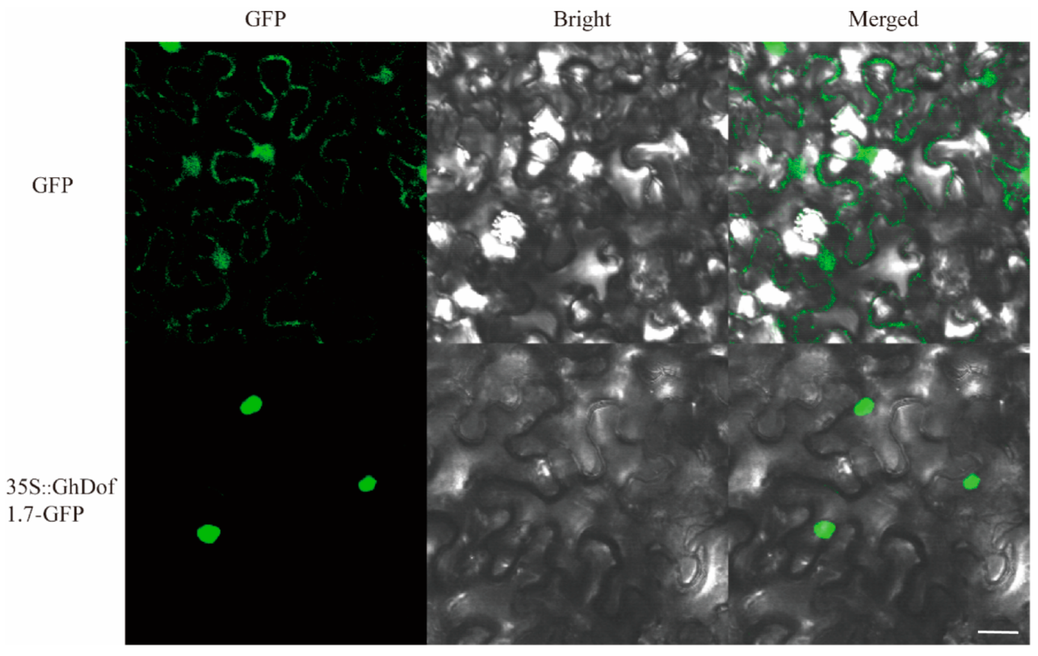 Plants 12 03740 g002