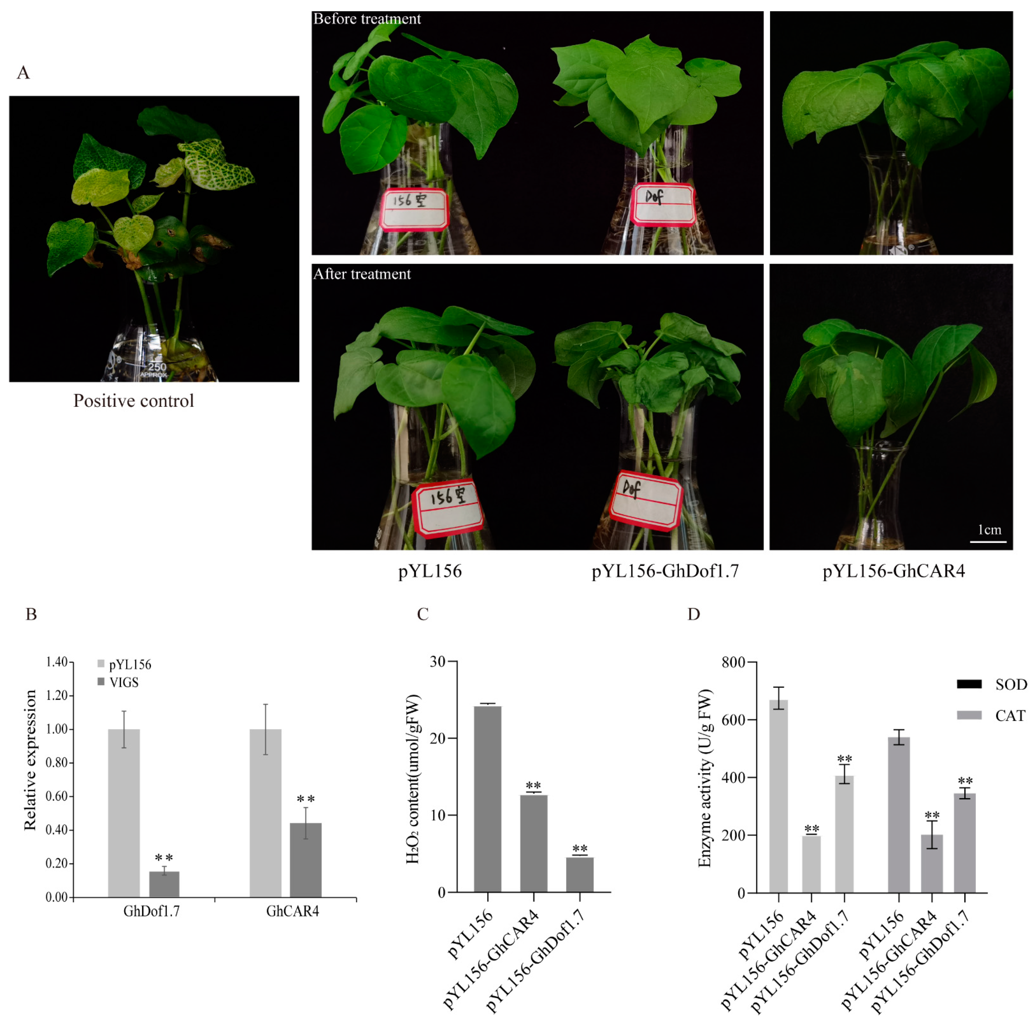 Plants 12 03740 g008