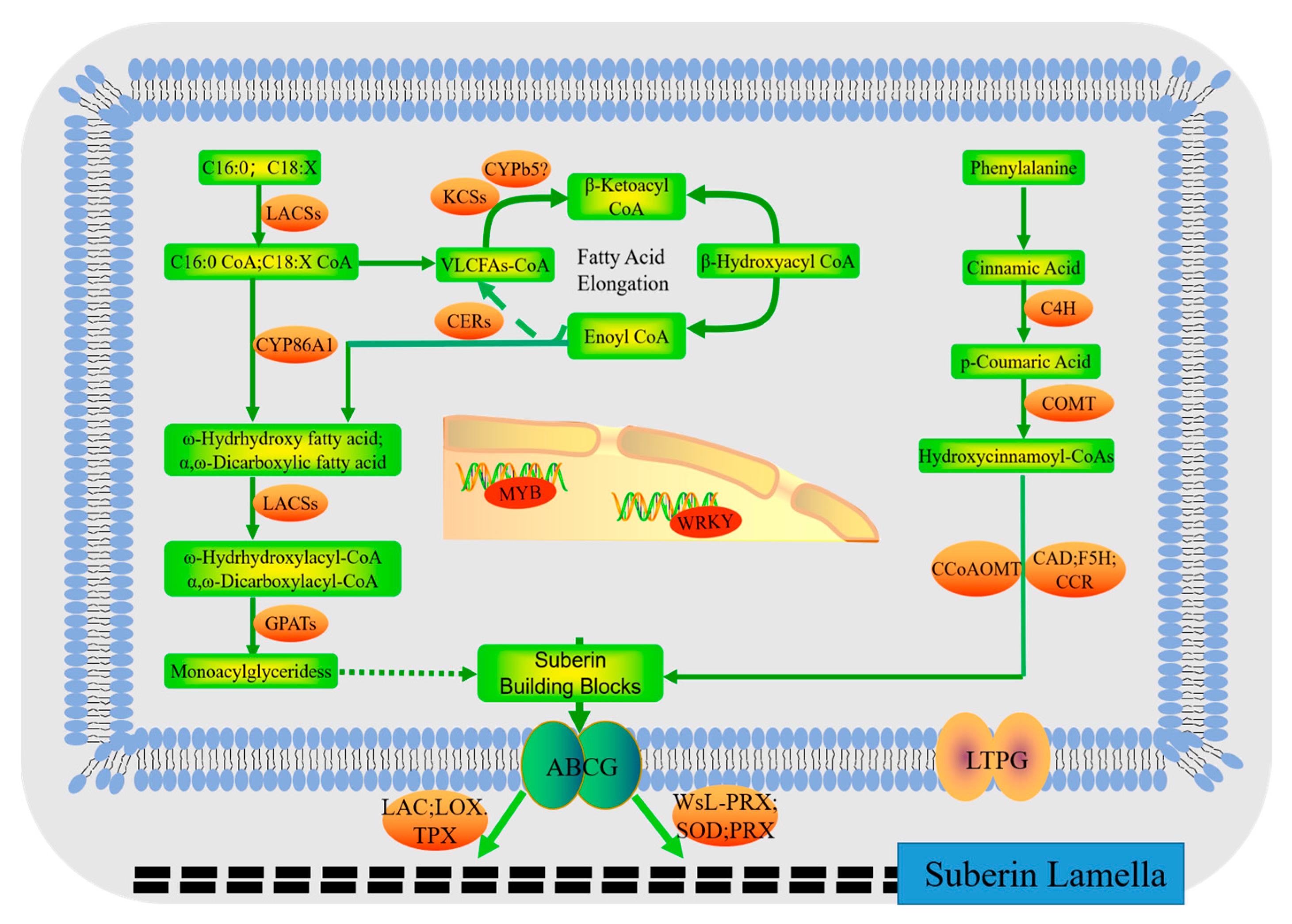Plants 12 03786 g007