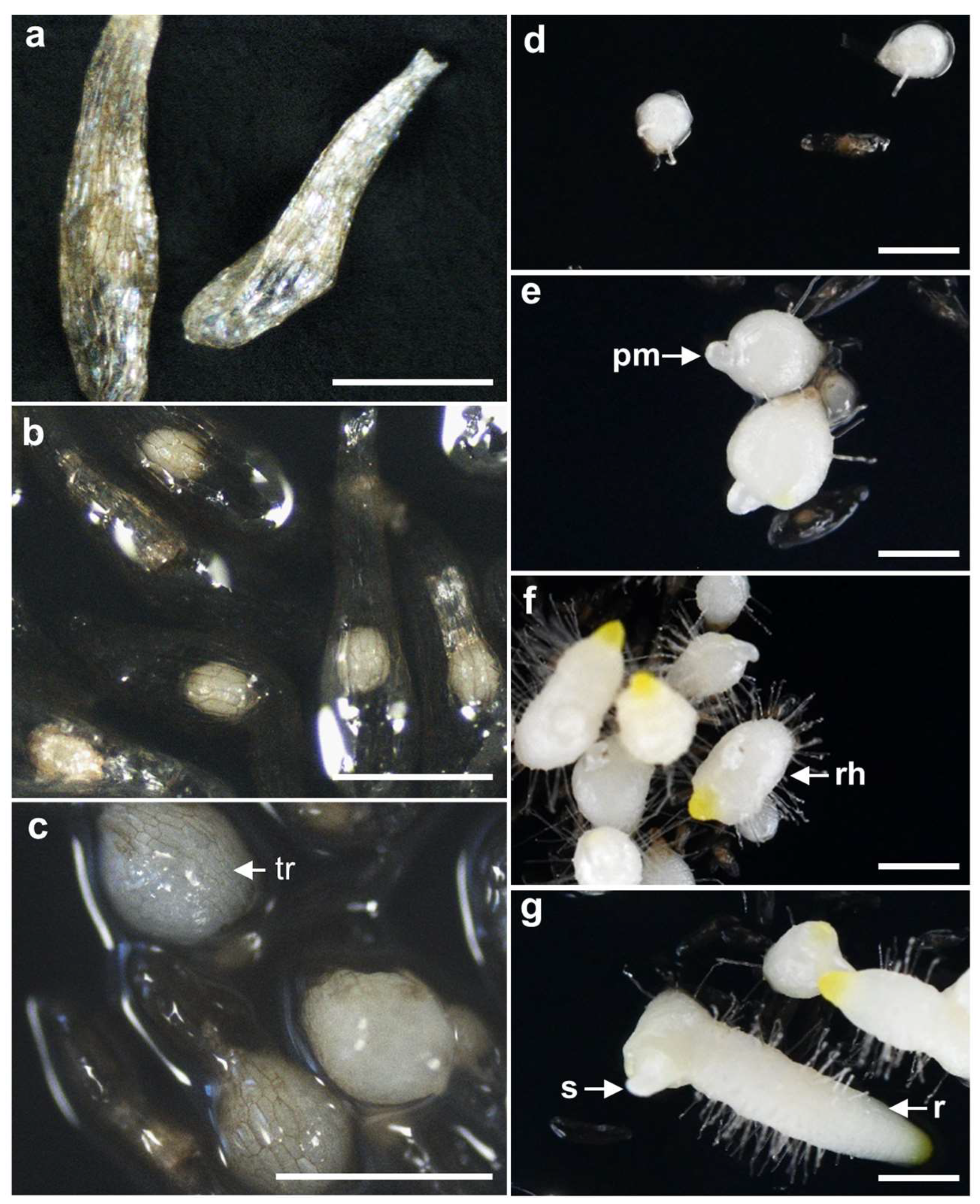 Plants 12 03788 g002 Plants 12 03788 g002