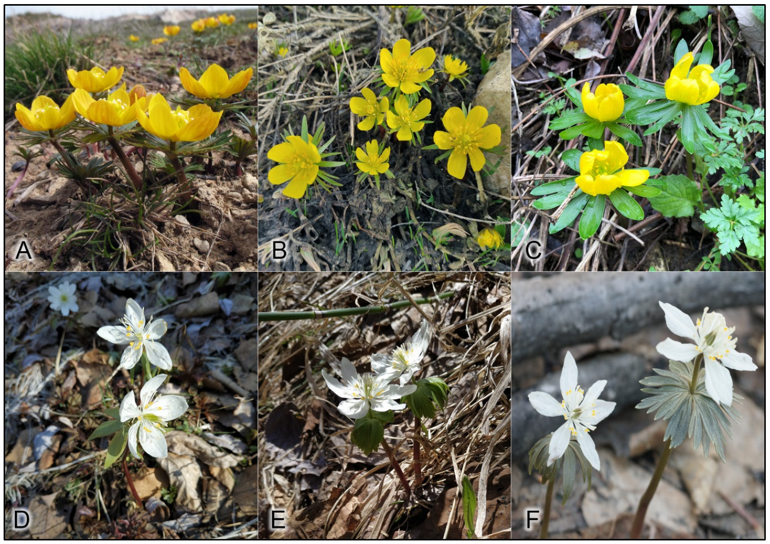 Plants 12 03795 g001 Plants 12 03795 g001