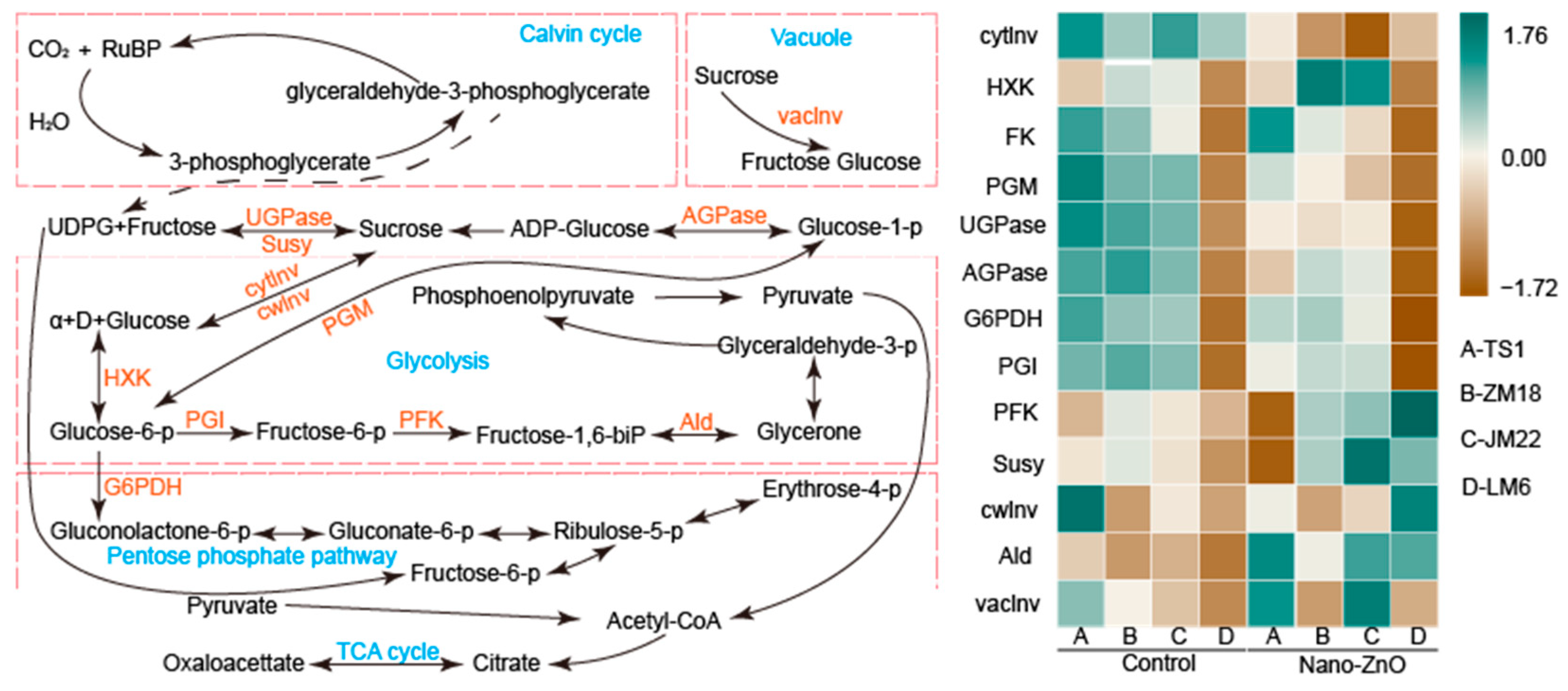 Plants 12 03808 g004 Plants 12 03808 g004