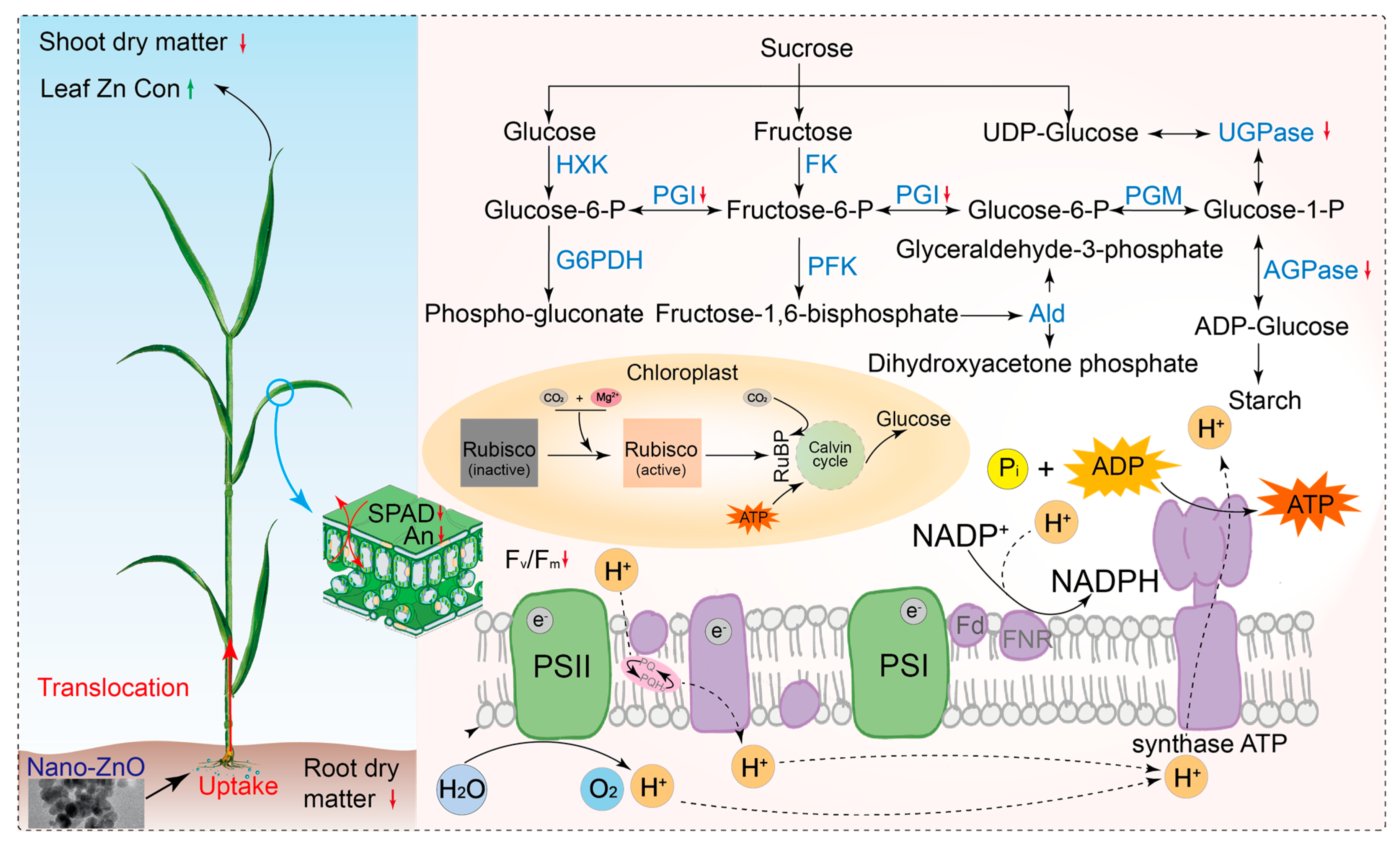 Plants 12 03808 g006 Plants 12 03808 g006