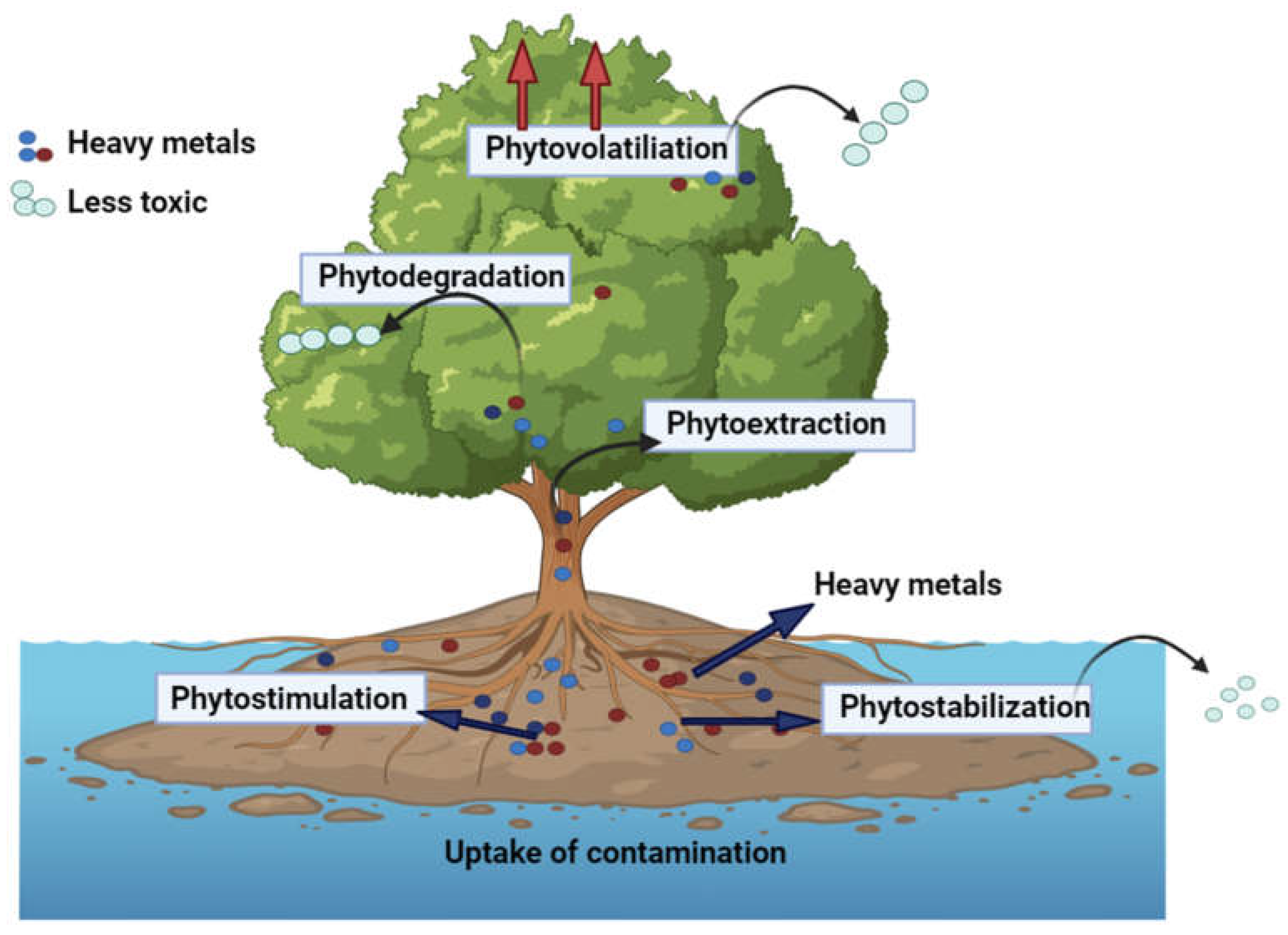 Plants 12 03816 g004