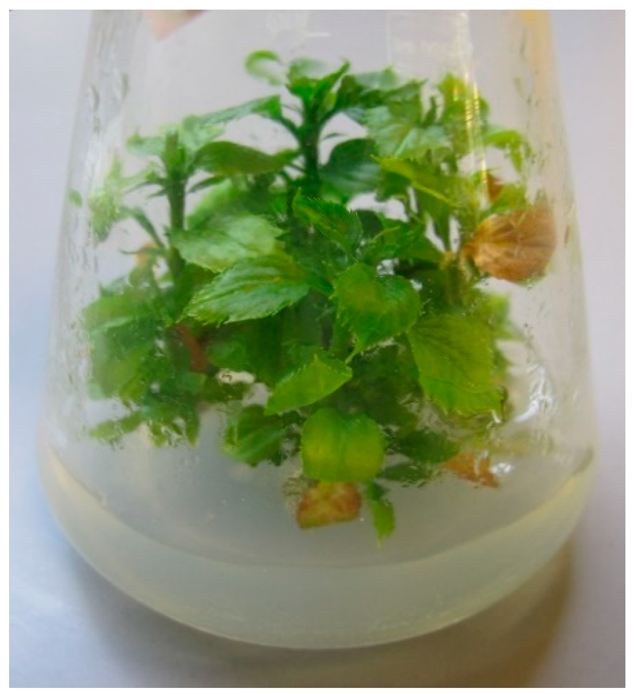 Plants 12 03820 g001