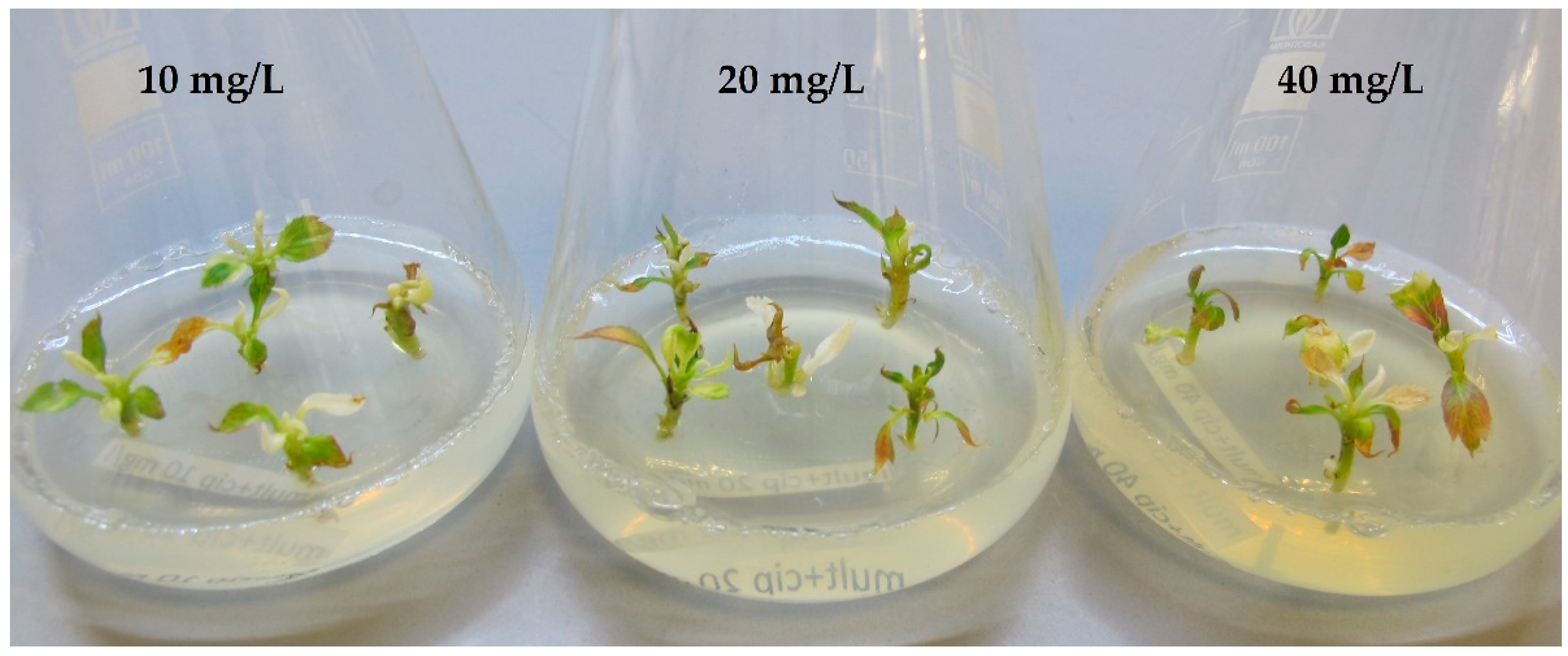 Plants 12 03820 g002