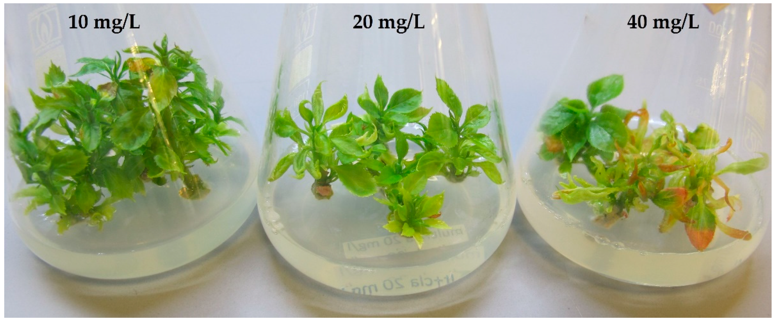 Plants 12 03820 g003