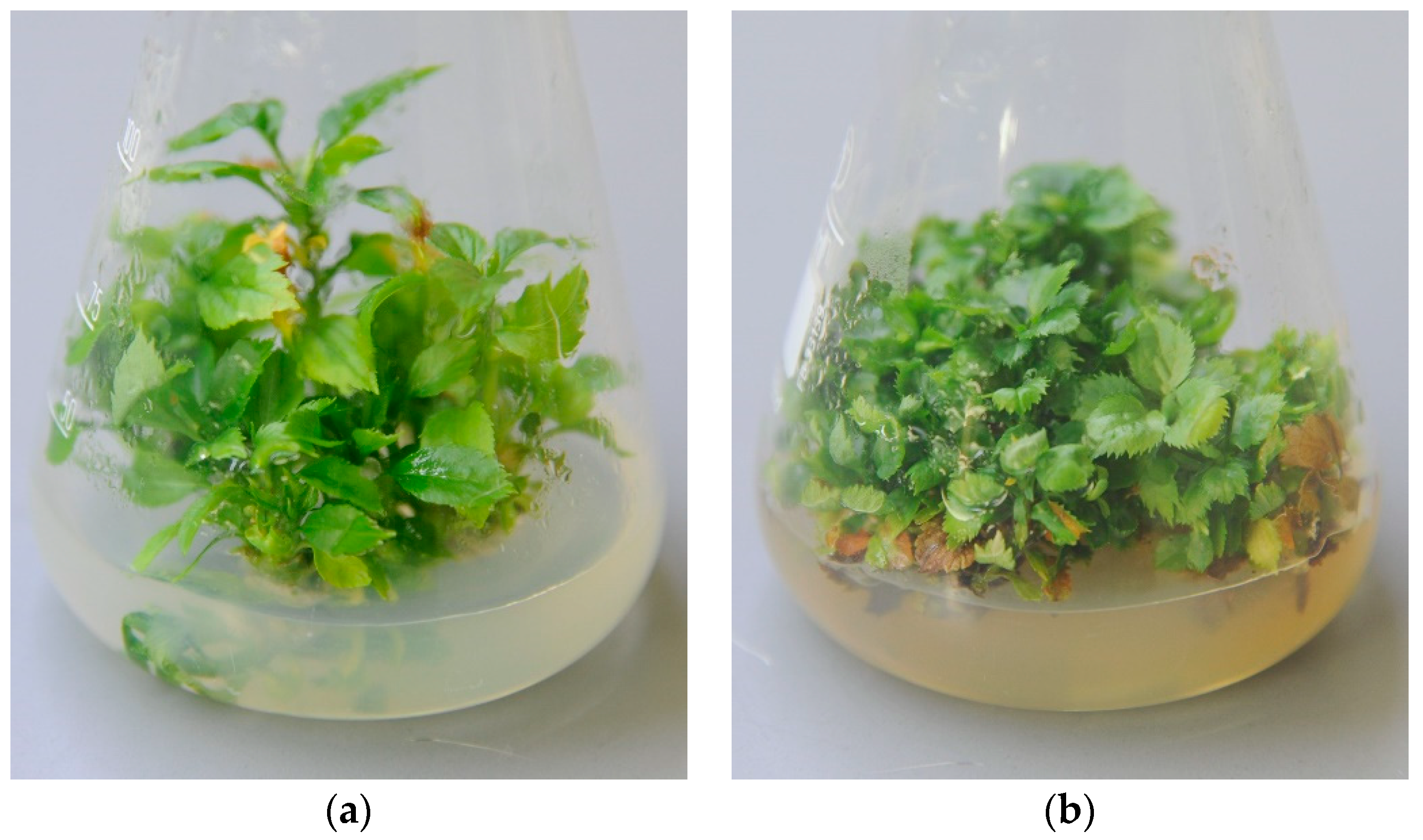 Plants 12 03820 g005