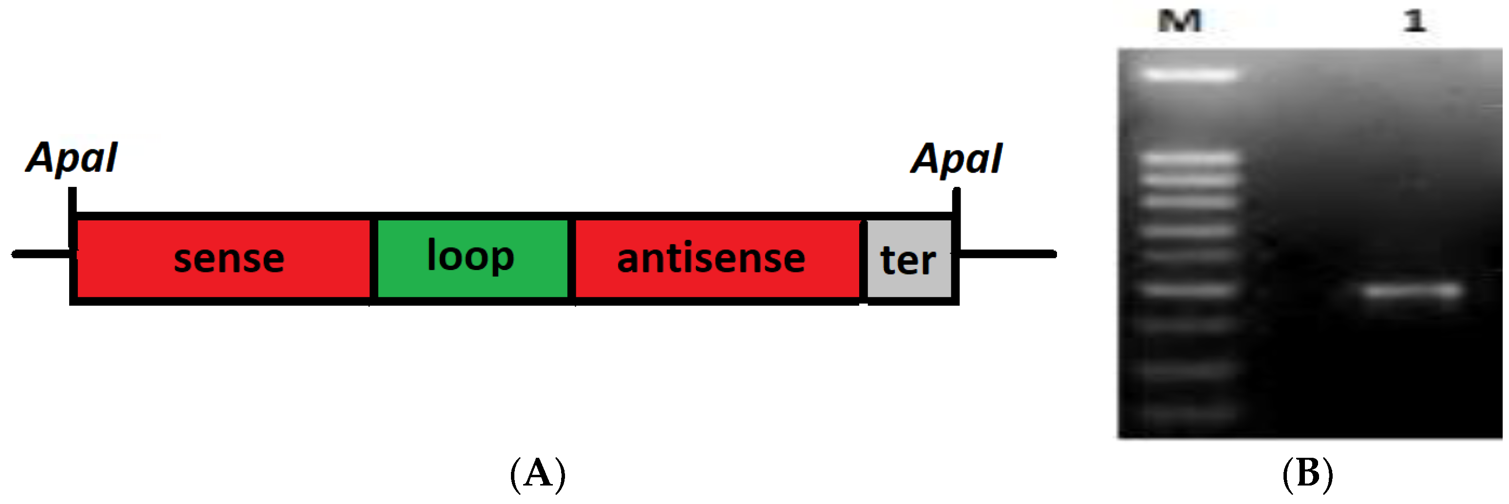 Plants 12 03821 g001