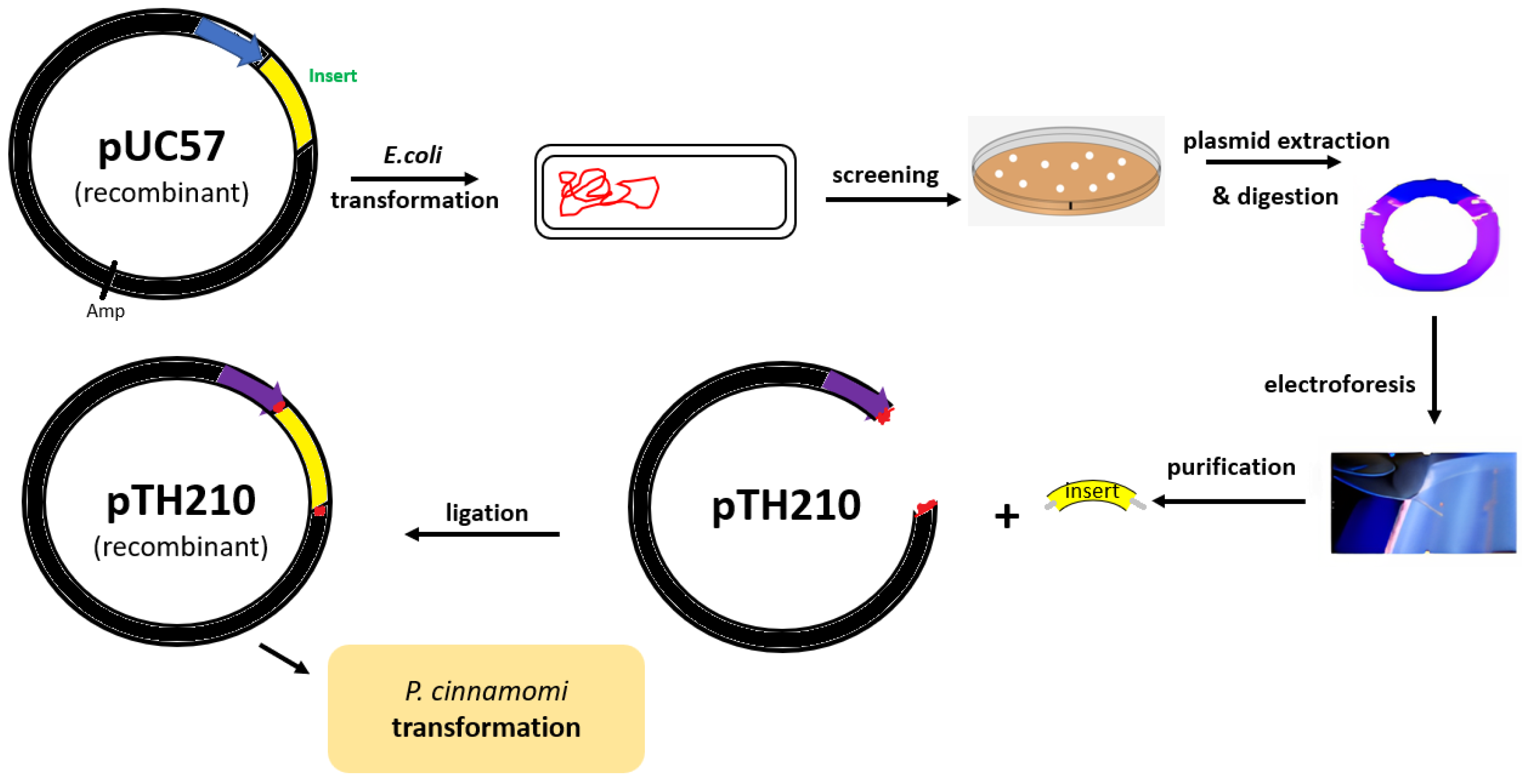 Plants 12 03821 g002