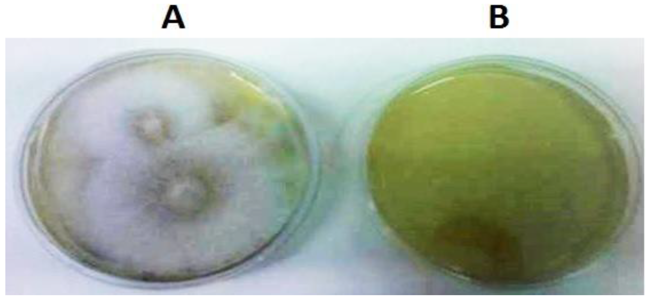 Plants 12 03821 g003