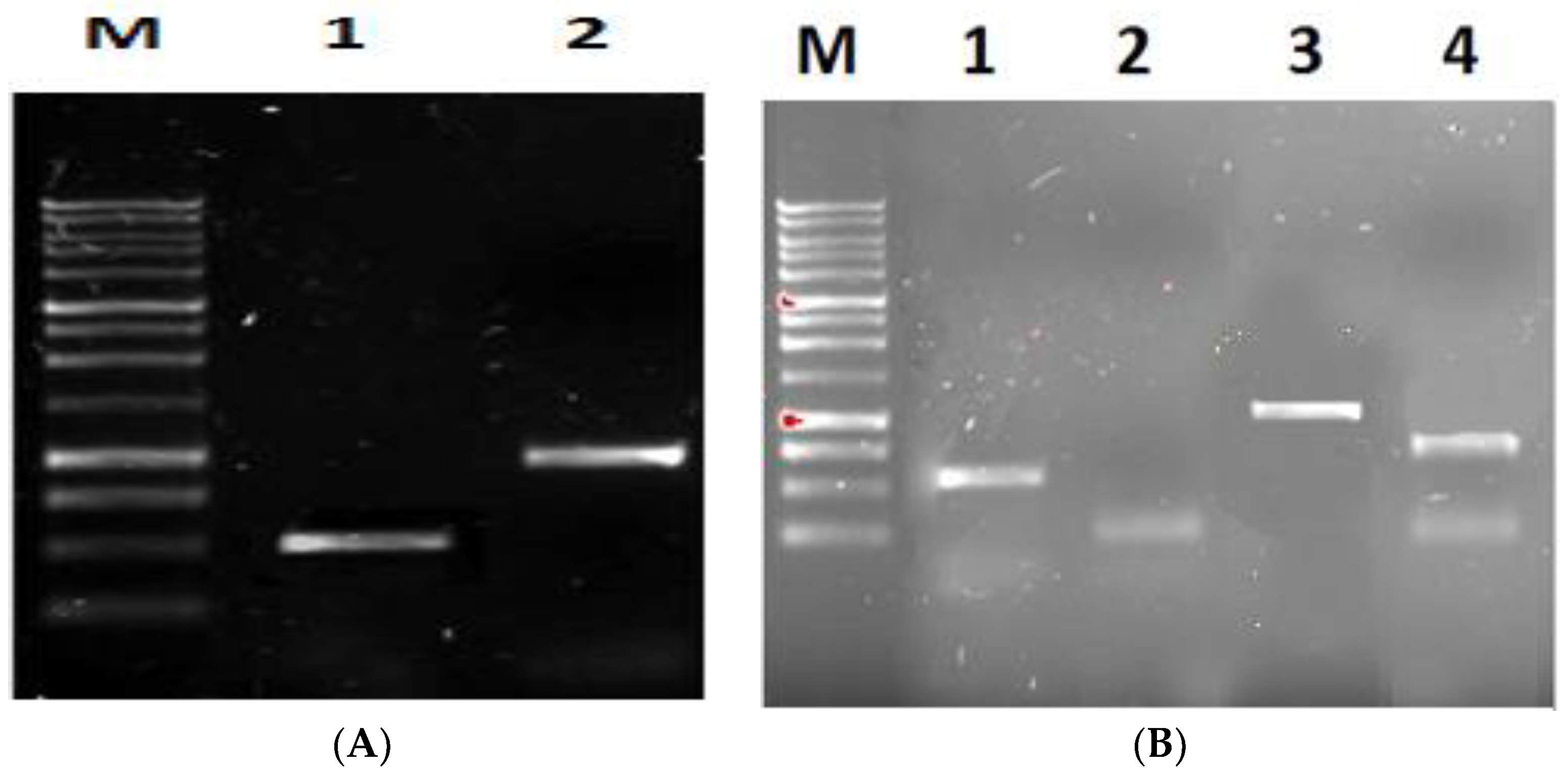 Plants 12 03821 g004