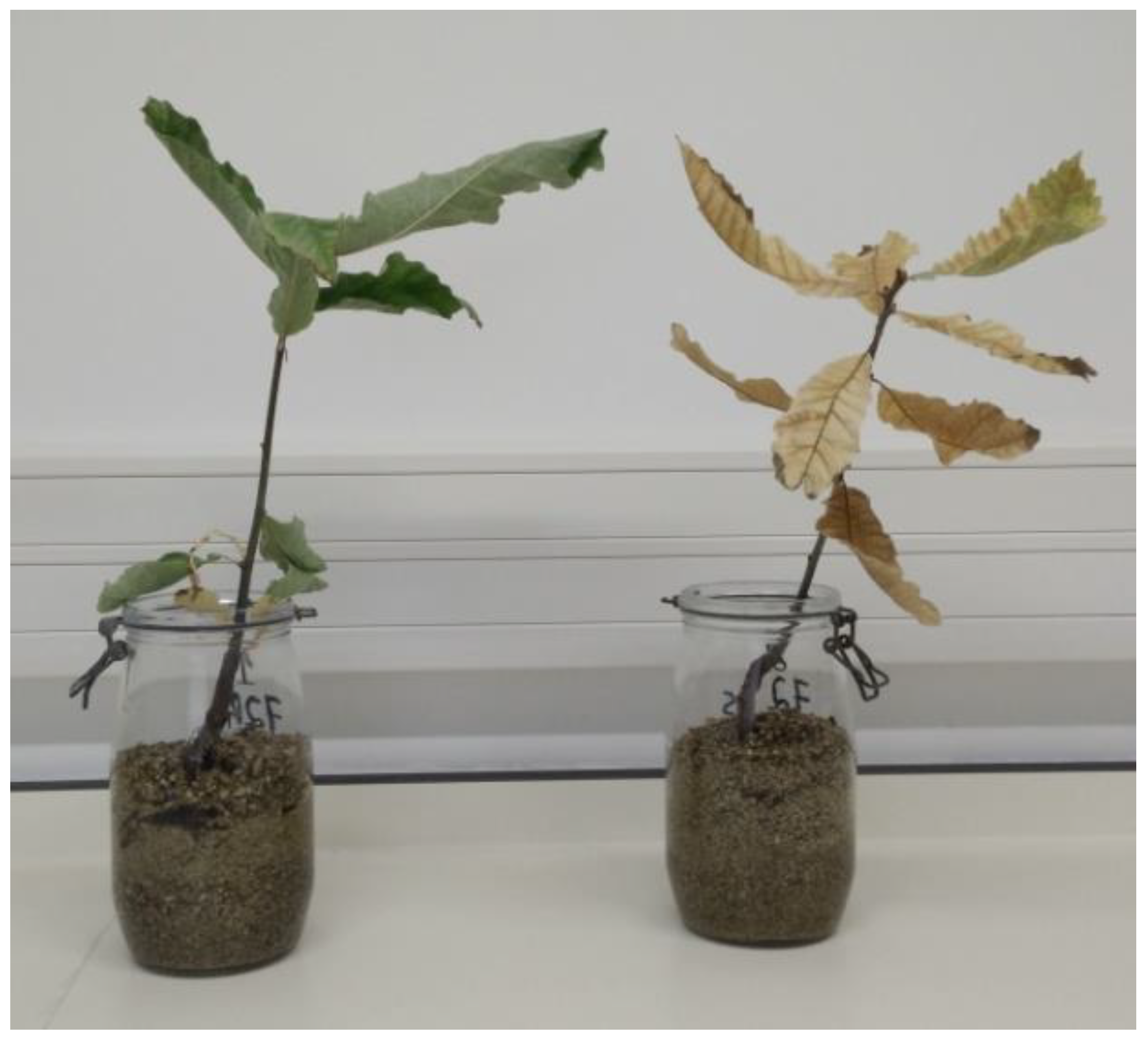 Plants 12 03821 g005