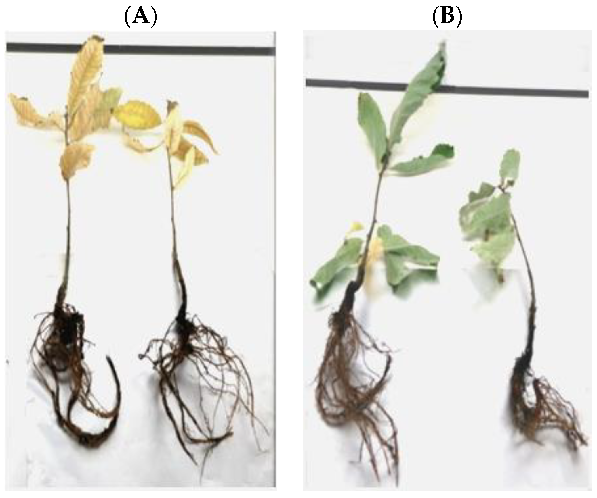 Plants 12 03821 g006