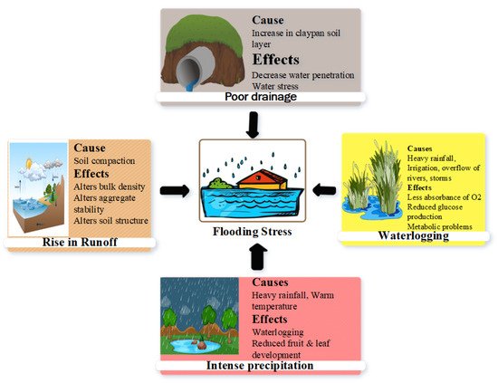 Plant Adaptation to Flooding Stress under Changing Climate 