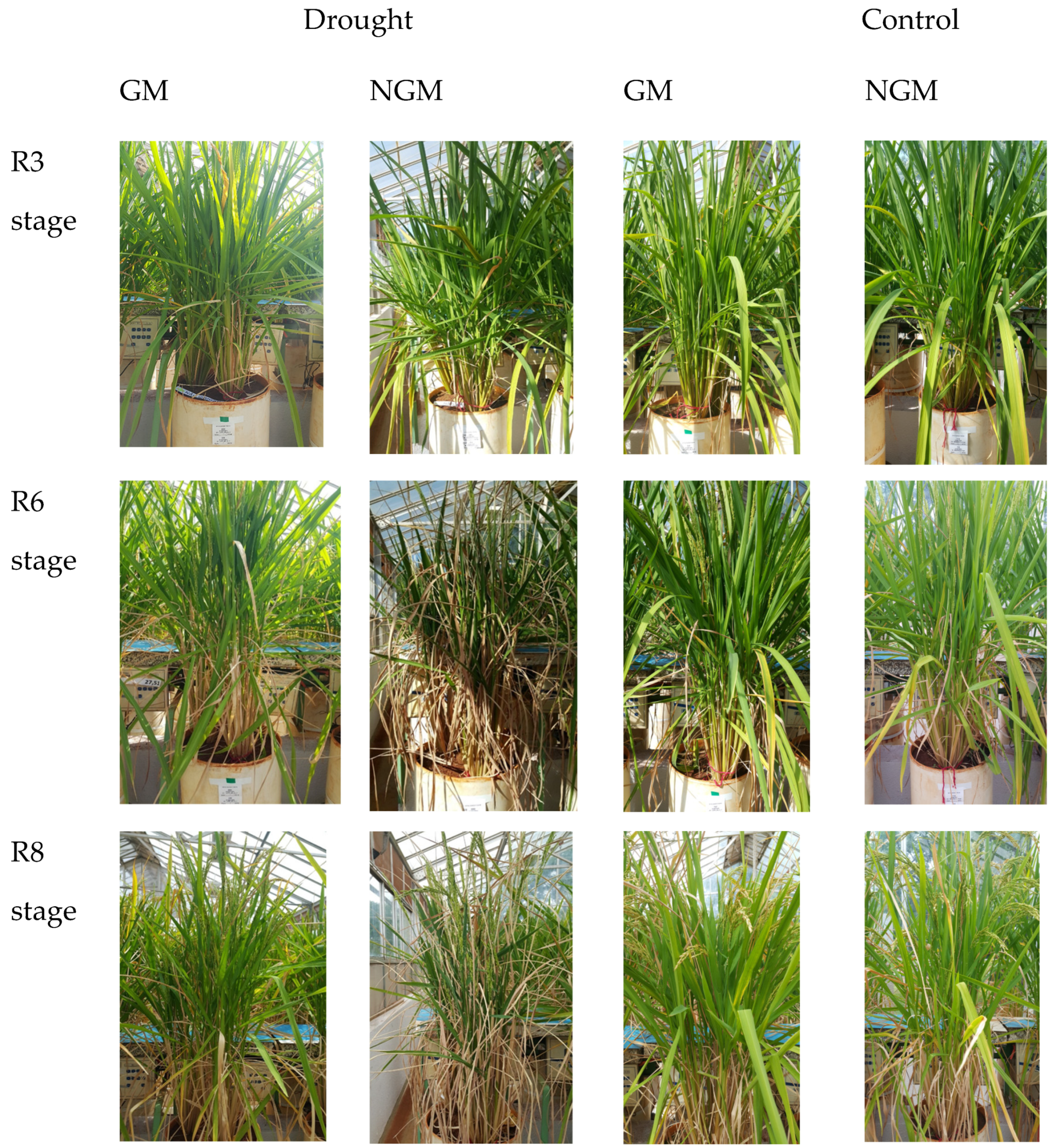 Plants 12 03826 g001