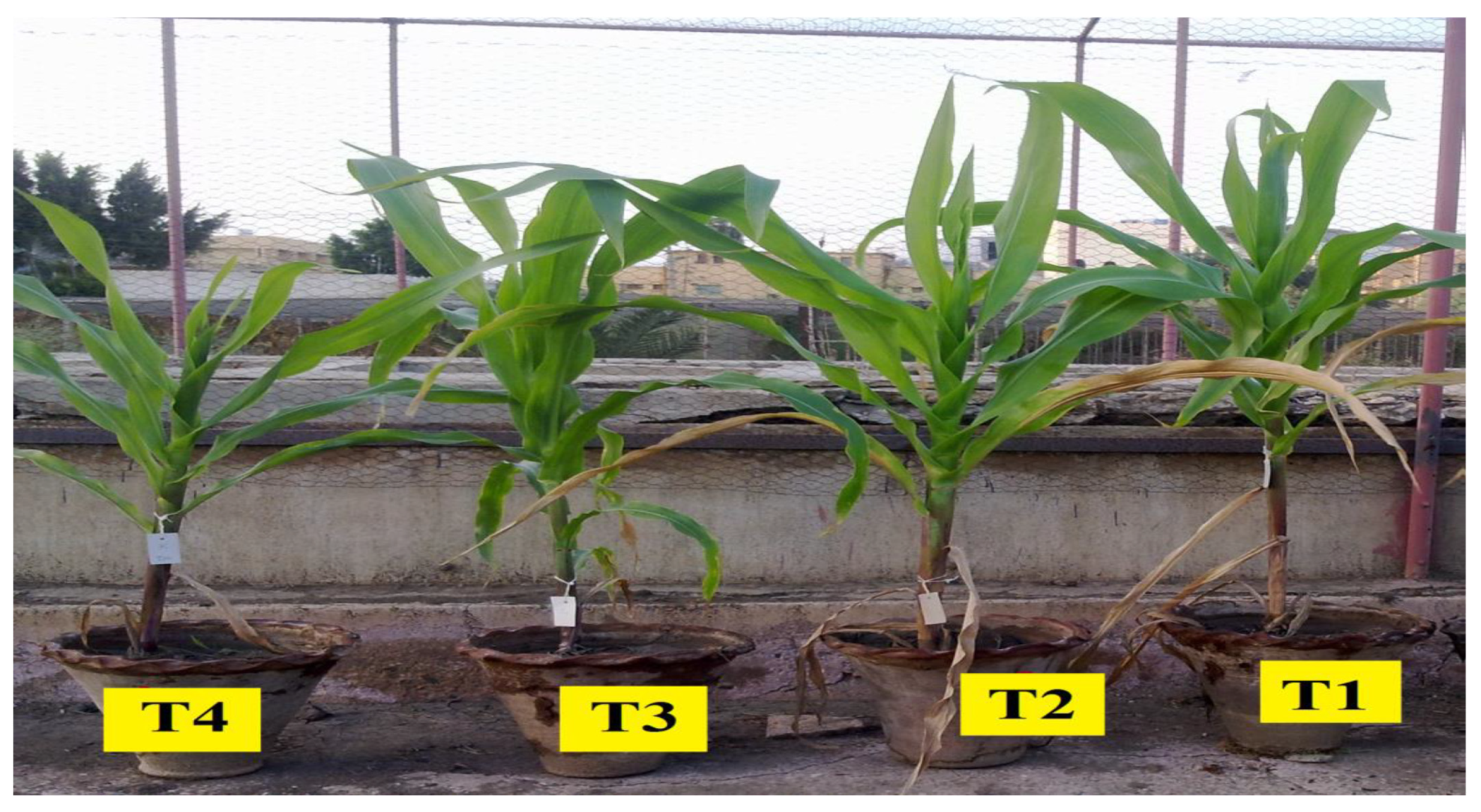 Plants 12 03830 g003a Plants 12 03830 g003a