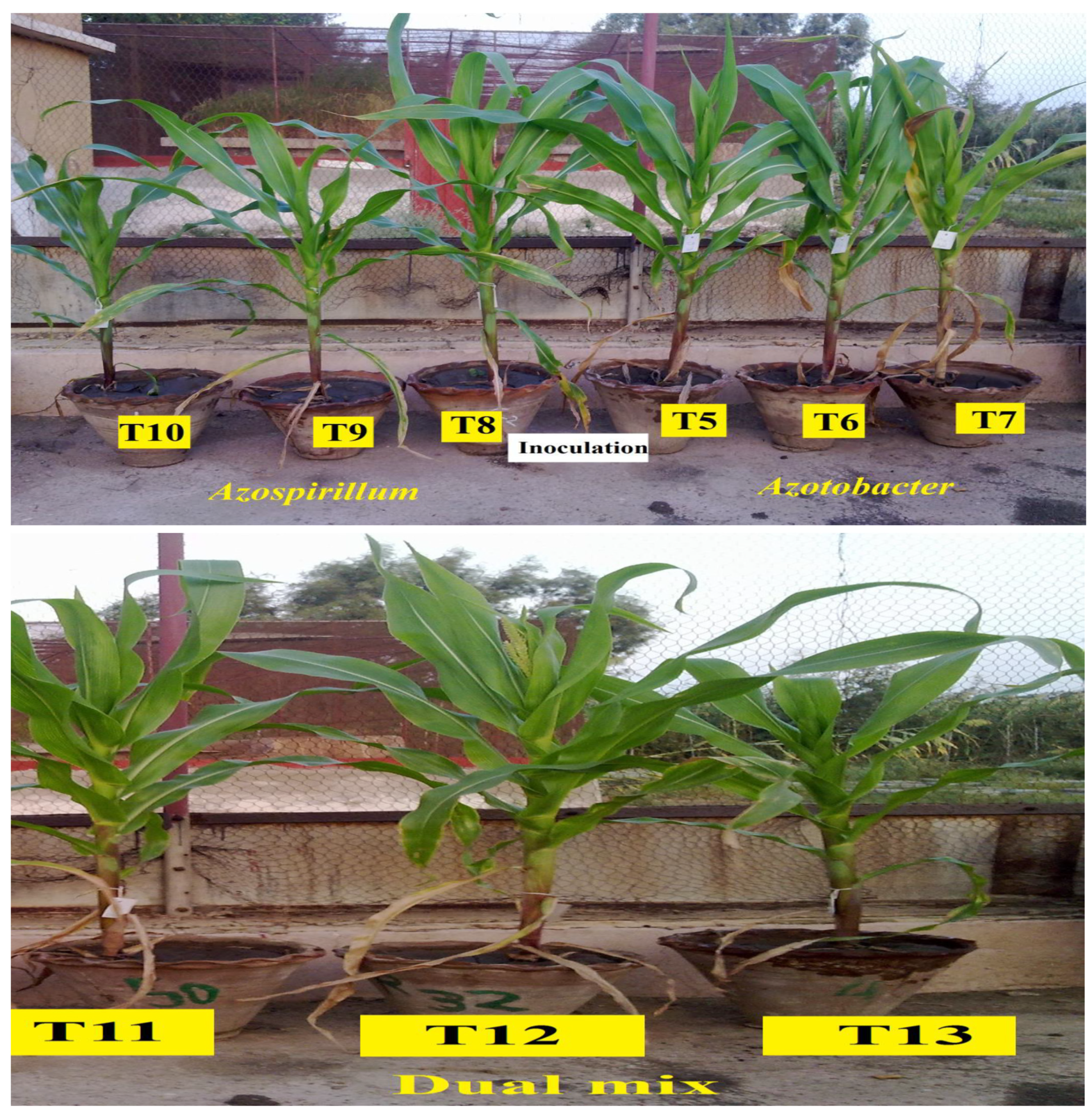 Plants 12 03830 g003b Plants 12 03830 g003b