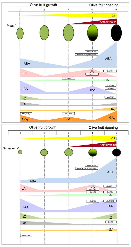 Hormonal Content and Gene Expression during Olive Fruit Growth and Ripening