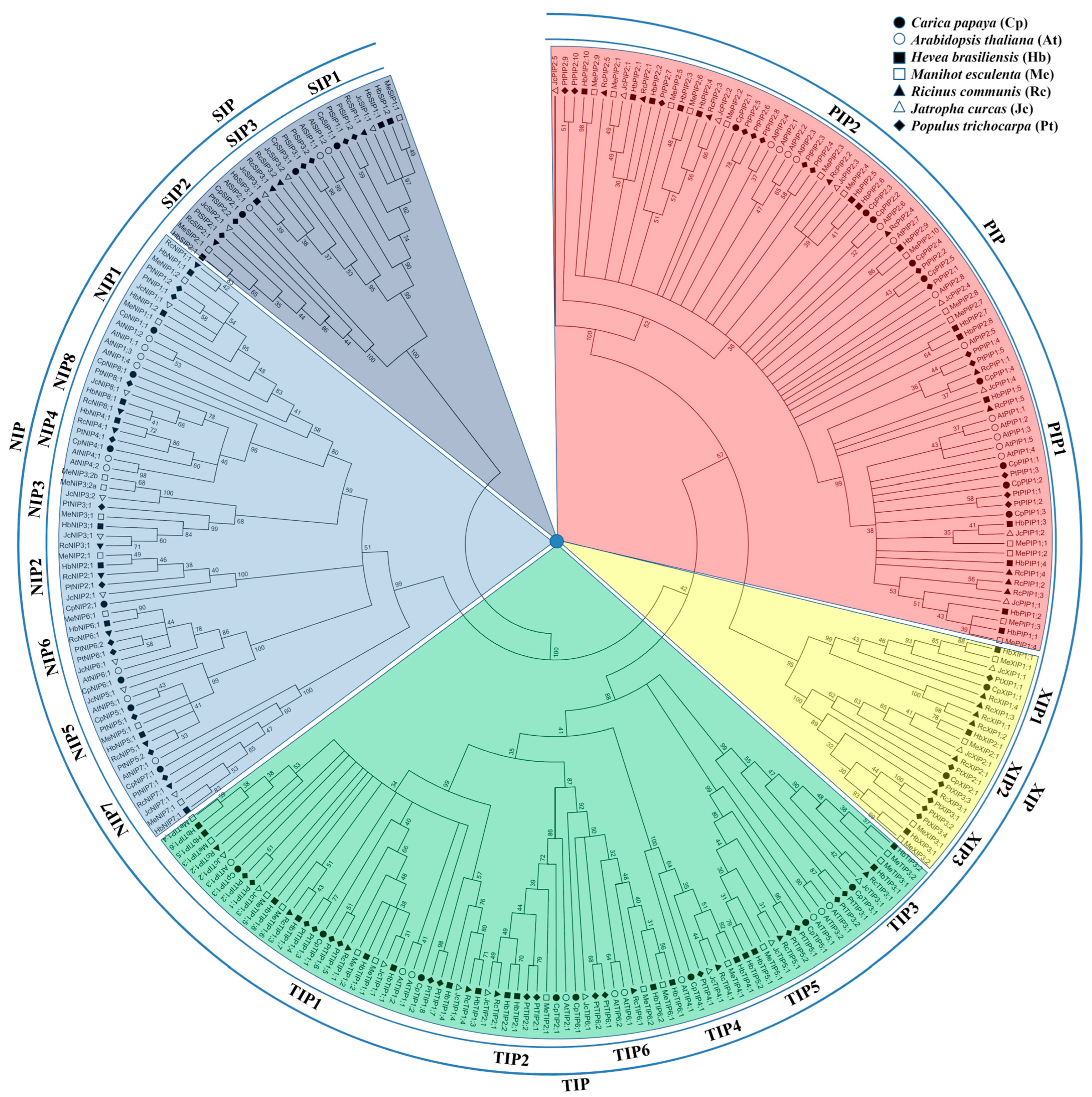 Analysis of Carica papaya Informs Lineage-Specific Evolution