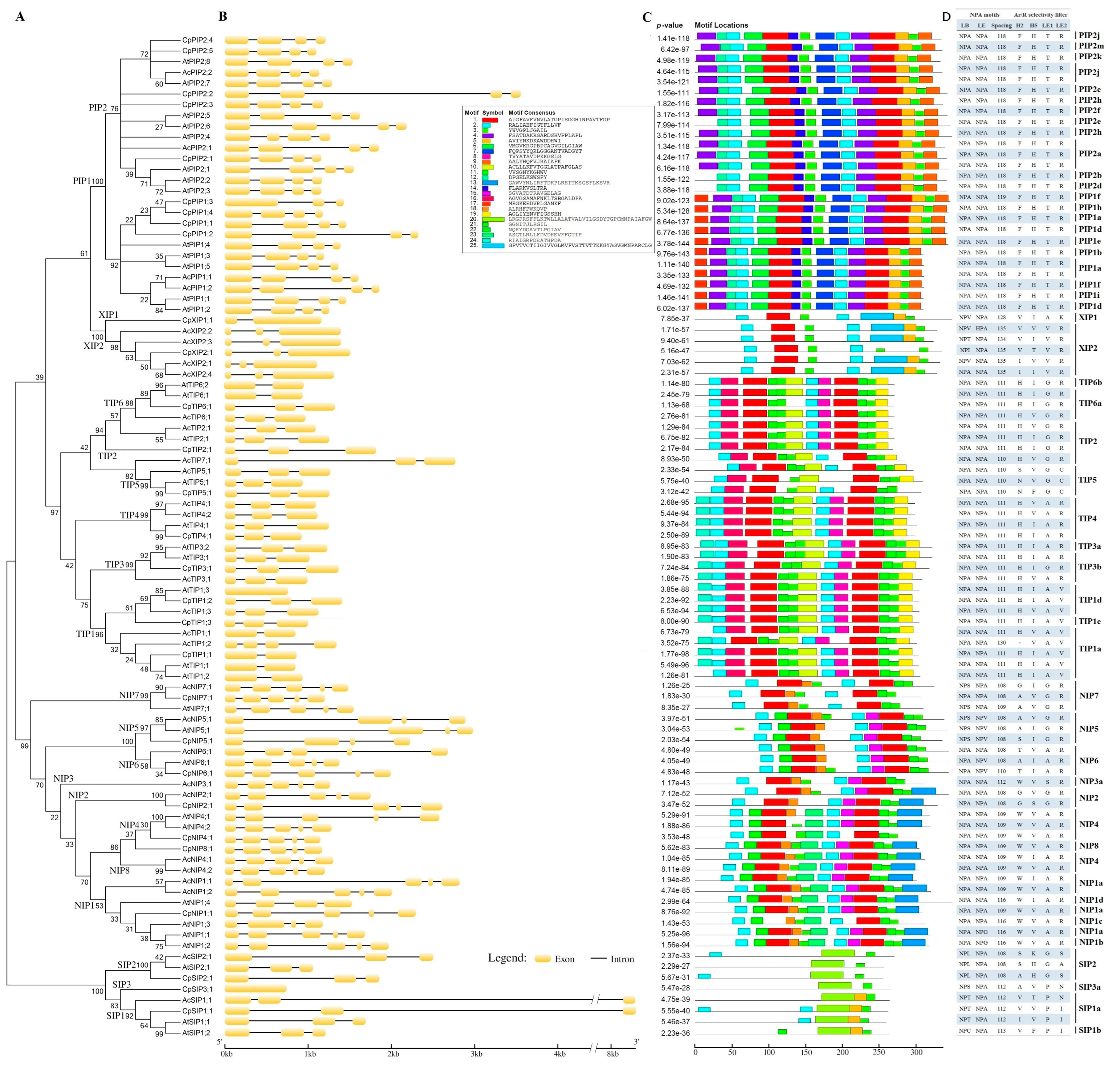Analysis of Carica papaya Informs Lineage-Specific Evolution