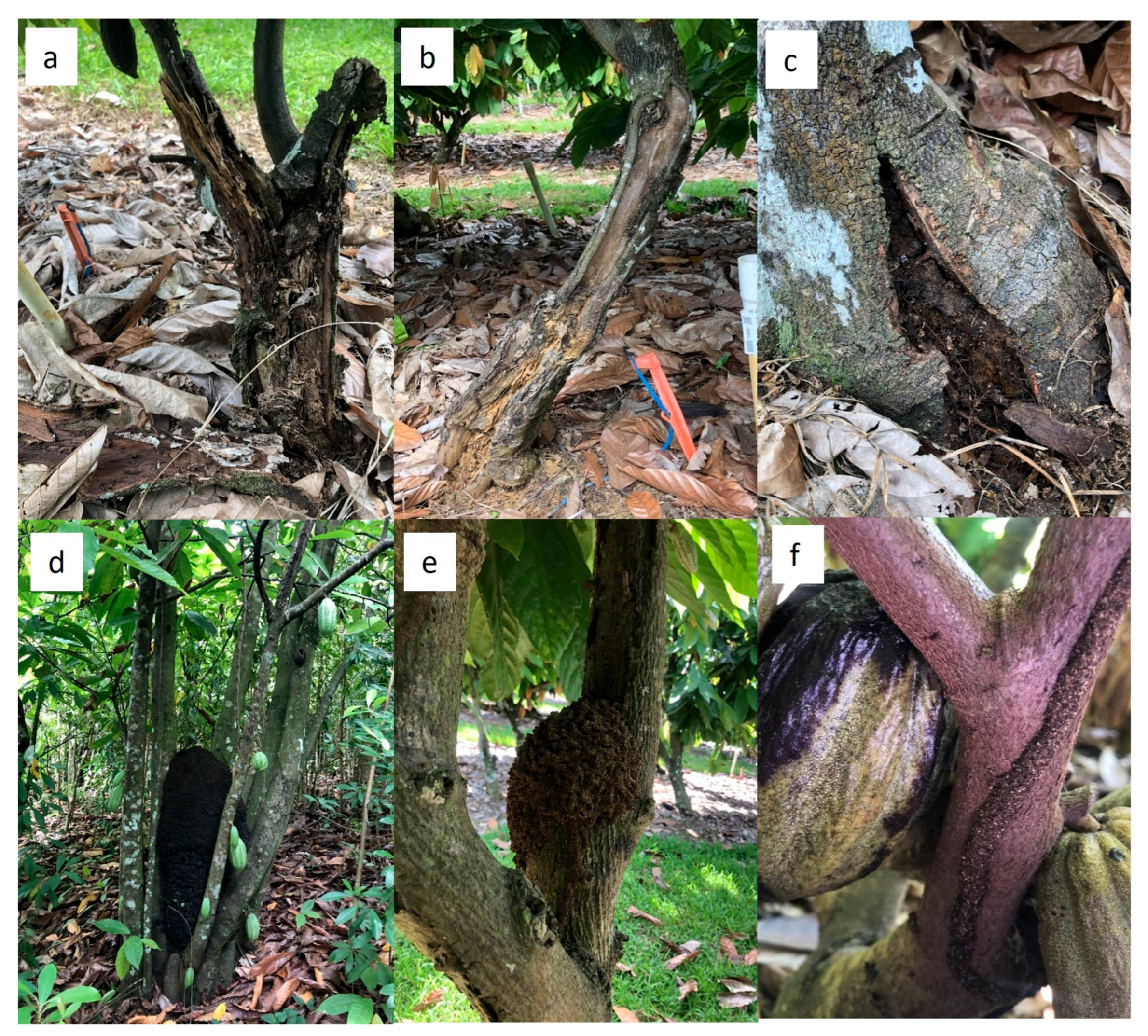 Plants 12 03855 g002